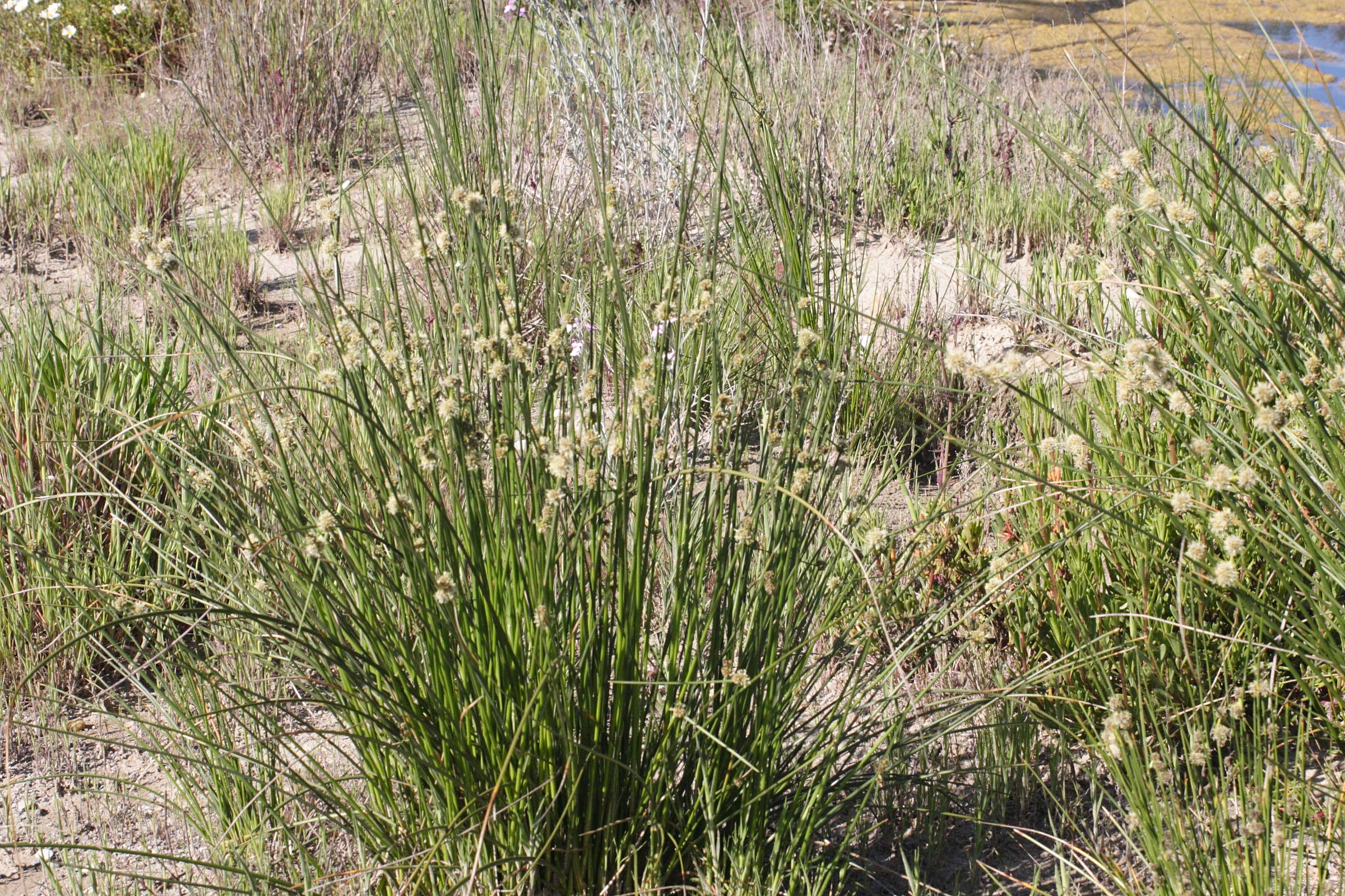 scirpoides_holoschoenus3md