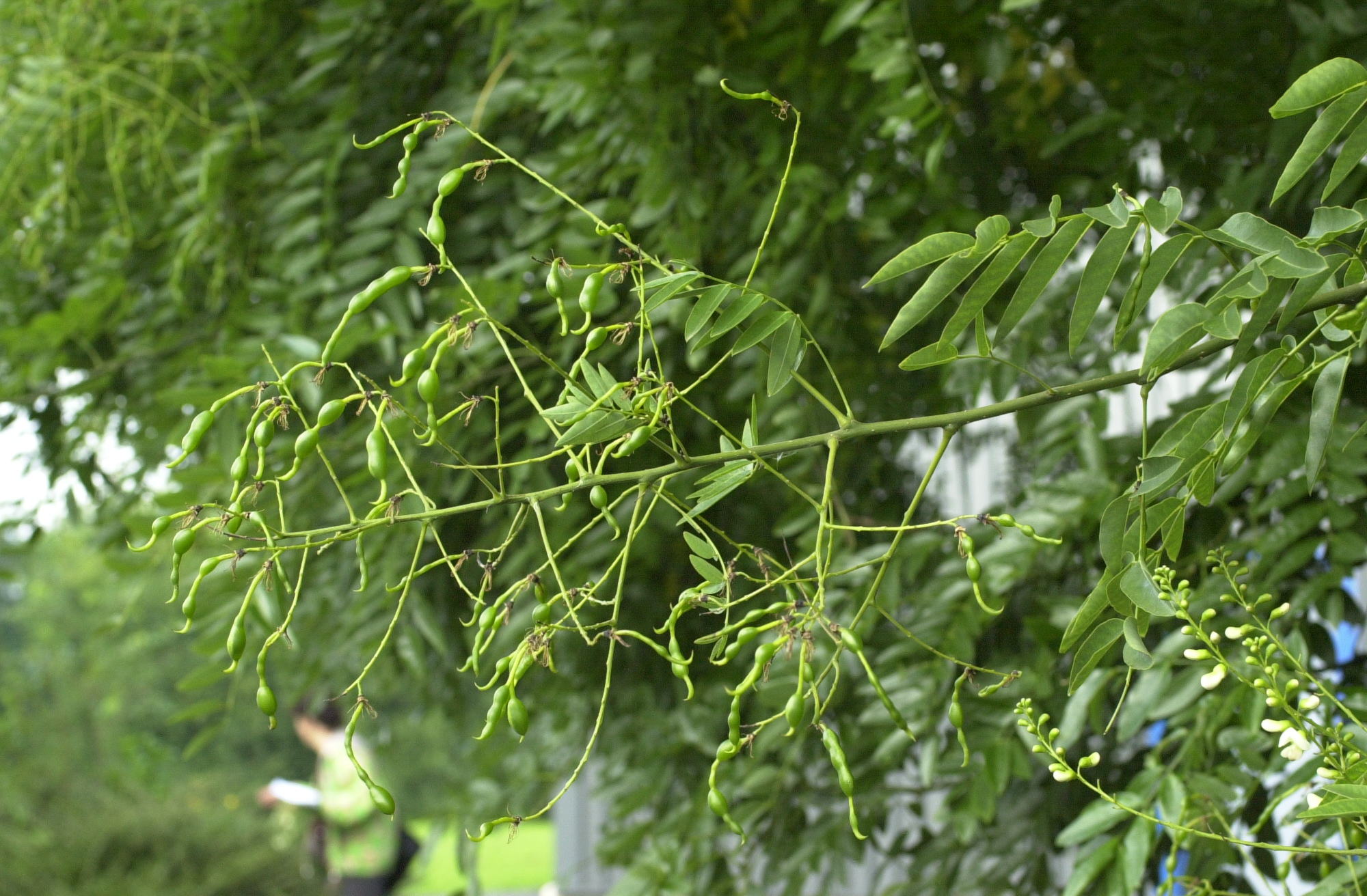 Afficher le média sophora_japonica3md sophora_japonica3md