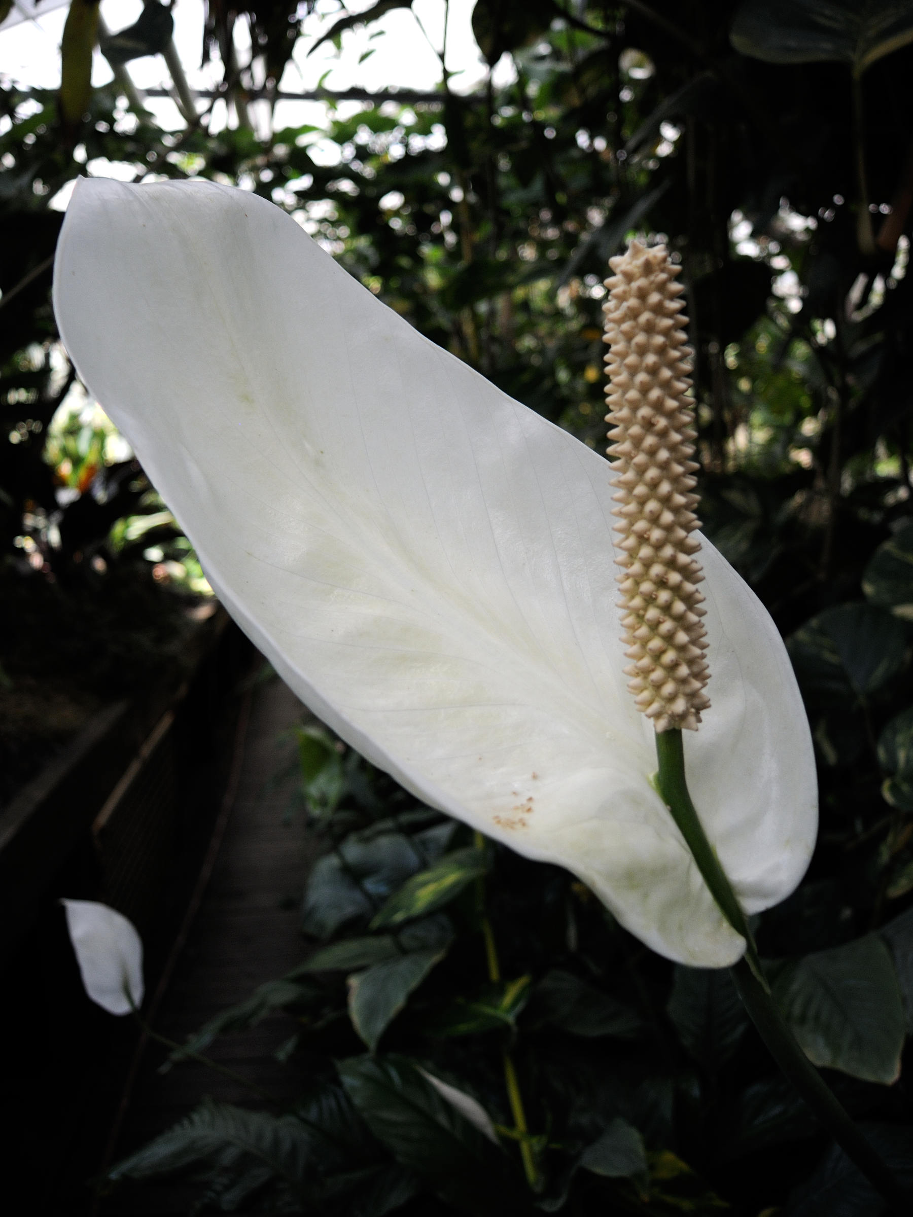 spathiphyllum_wallisii5md