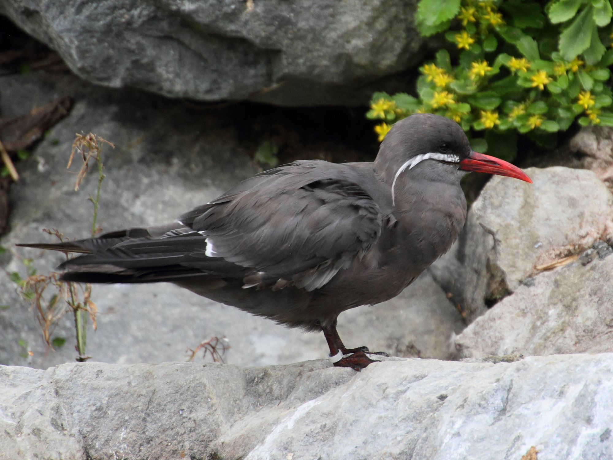 sterne_inca_-_larosterna_inca1md