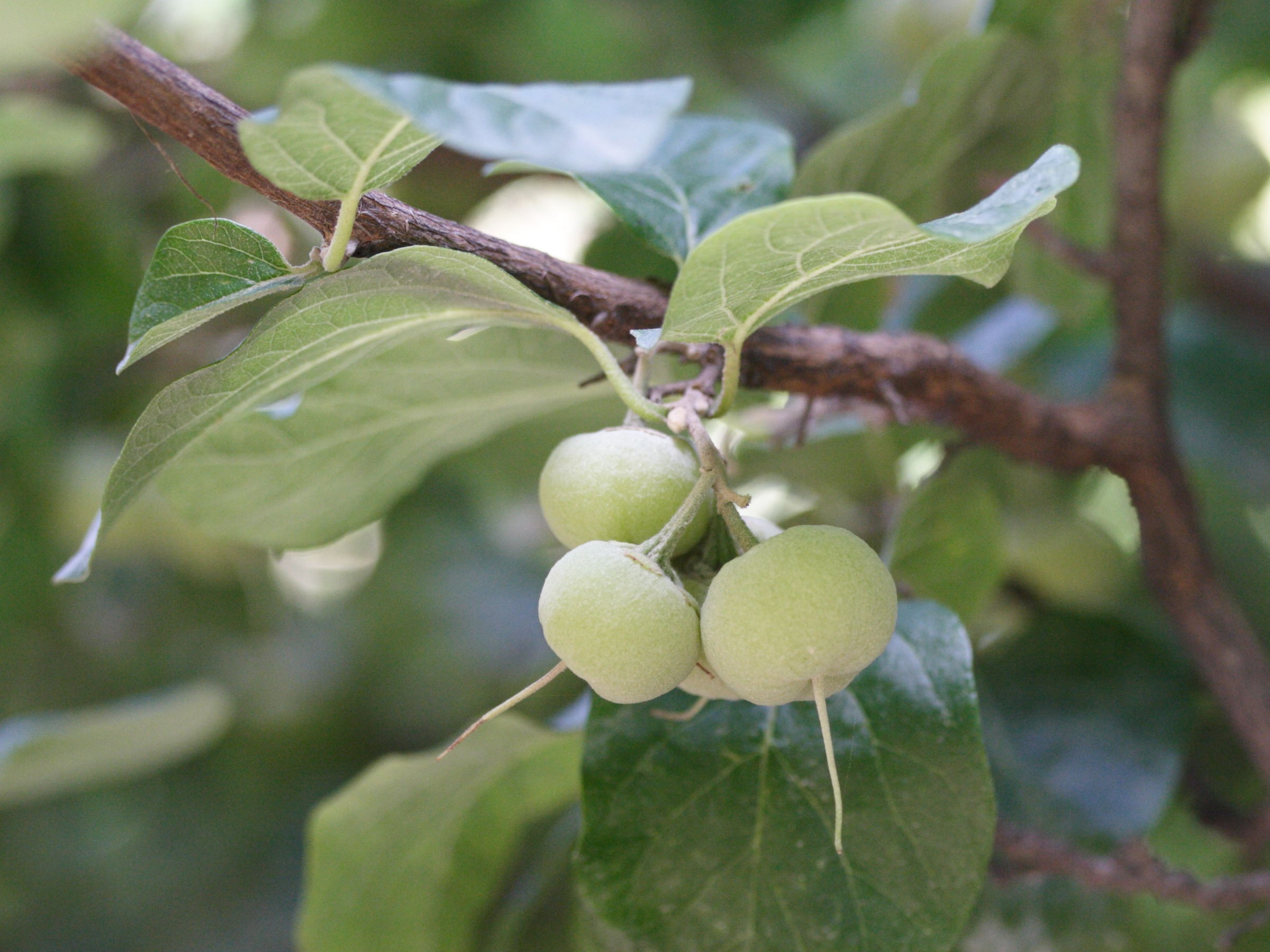 styrax_officinalis1md