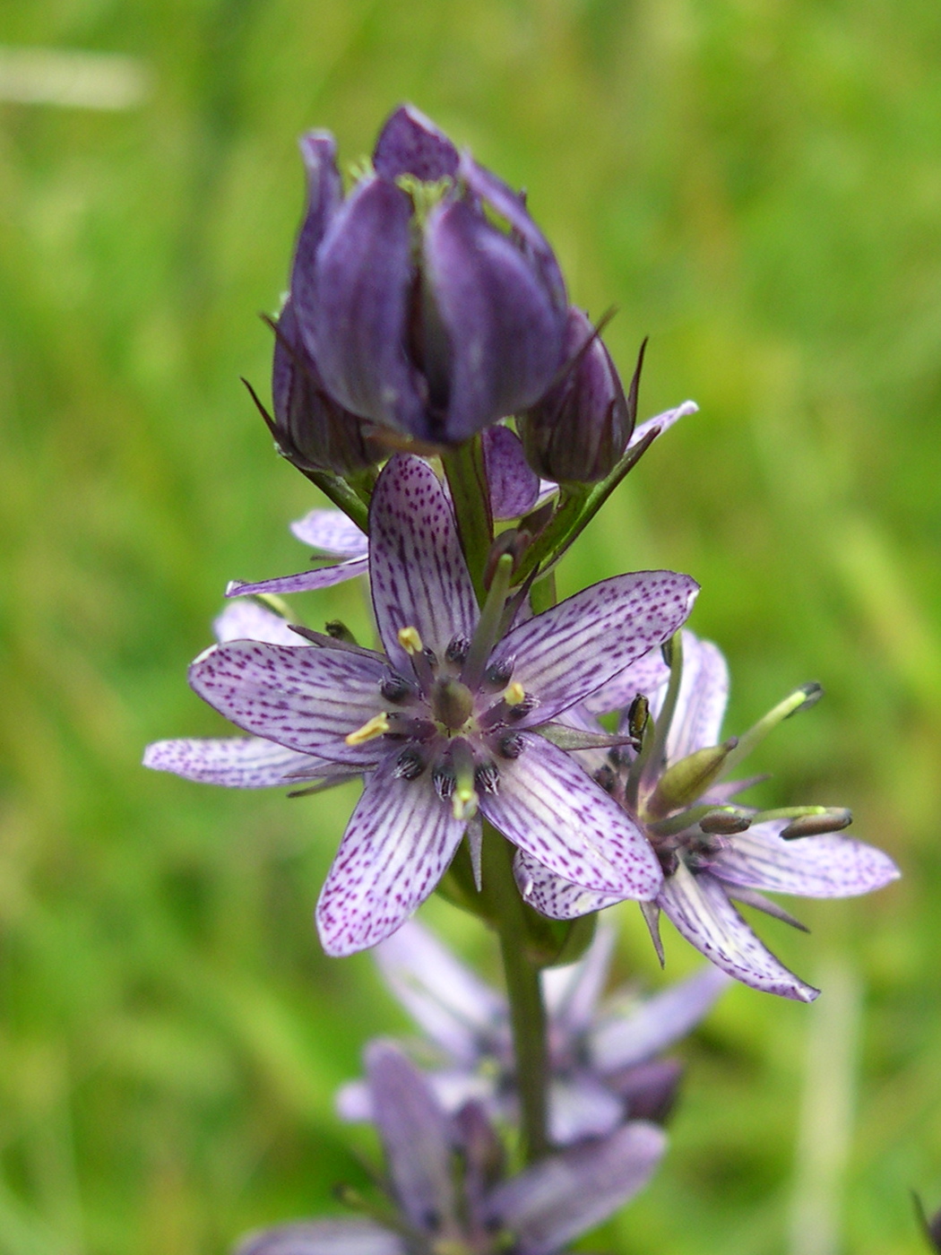 Afficher le média swertia_perennis4fca swertia_perennis4fca