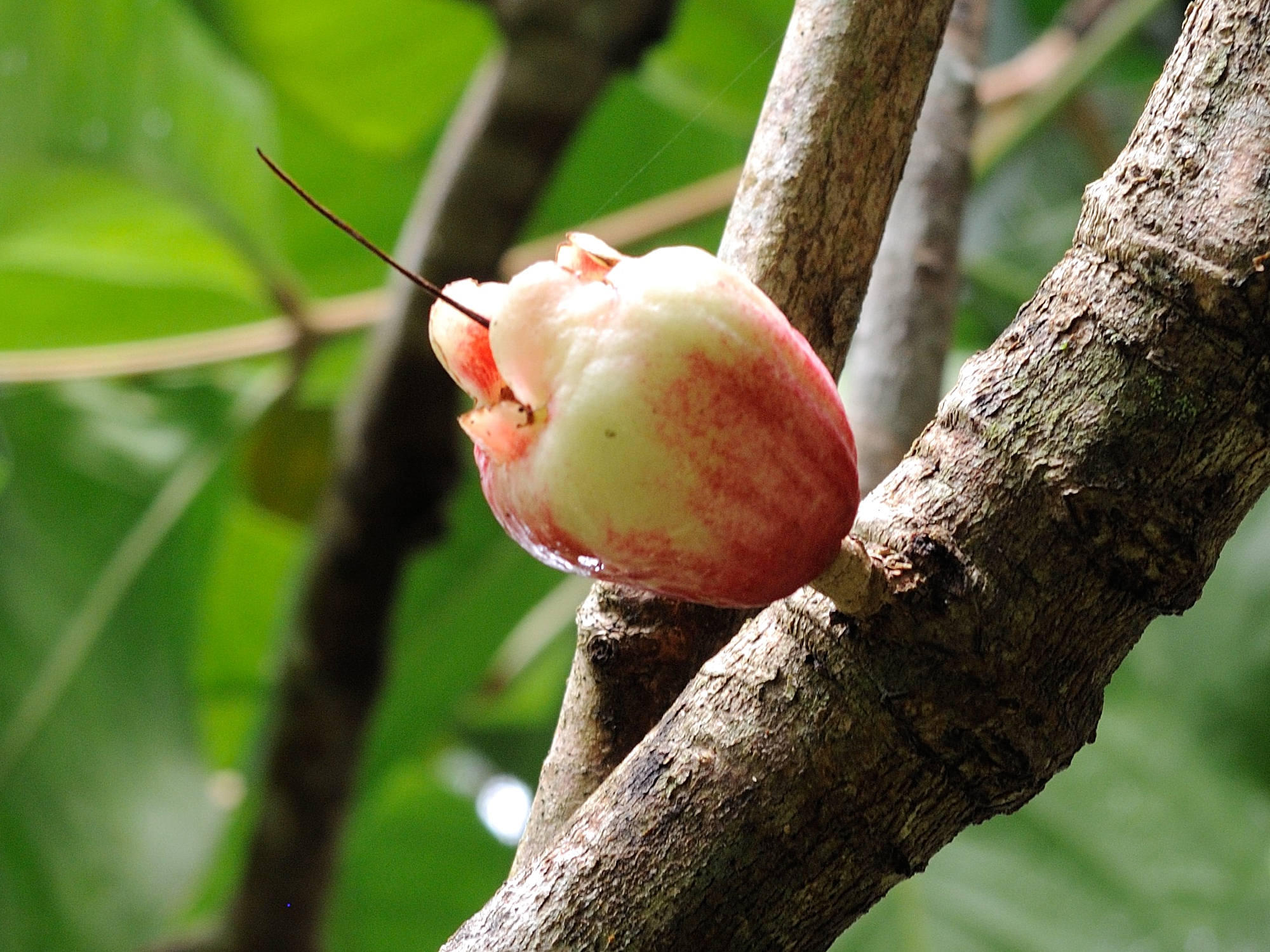 Afficher le média syzygium_malaccense5md syzygium_malaccense5md