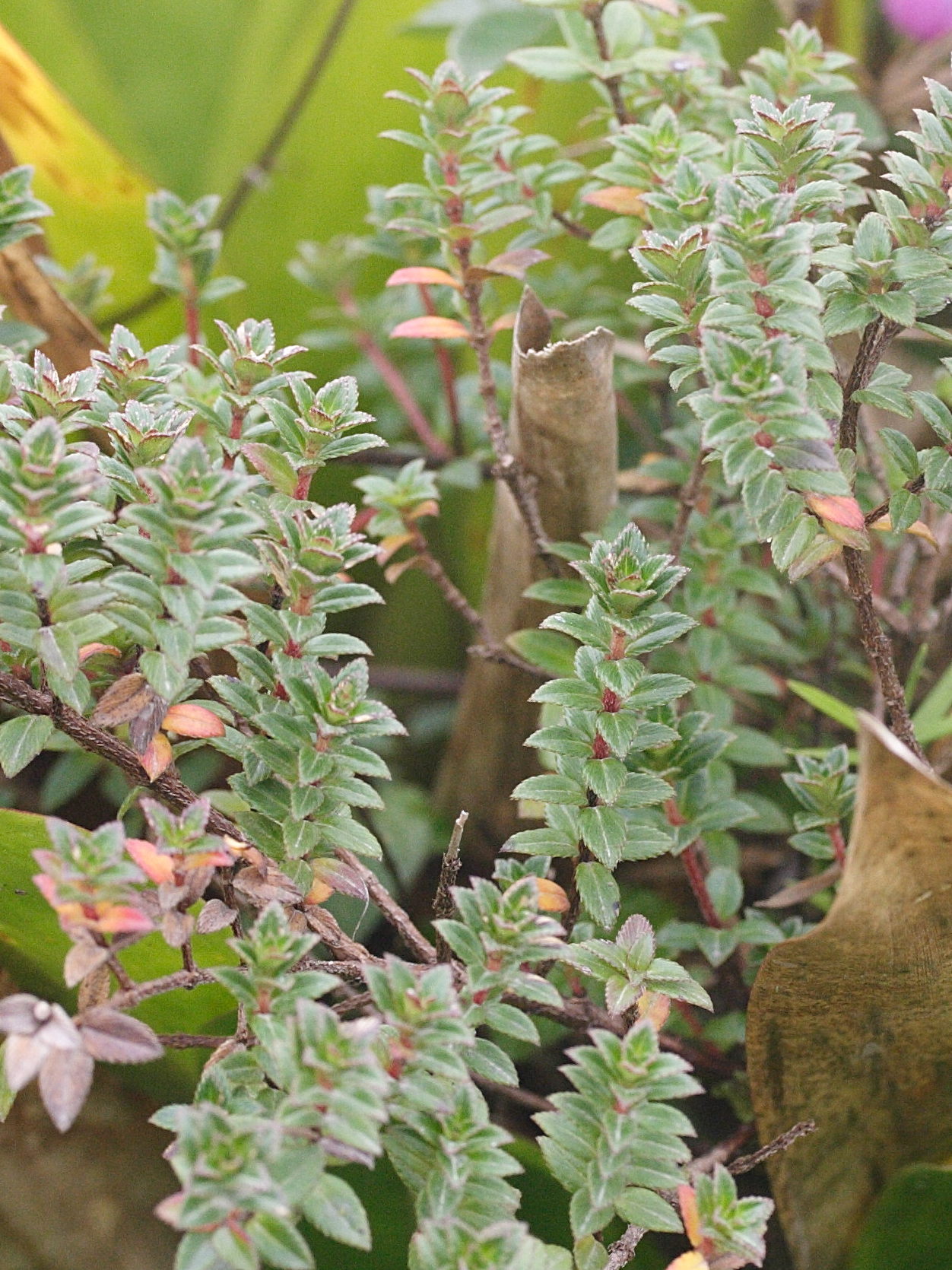 Afficher le média tibouchina_chamaecistus4md tibouchina_chamaecistus4md