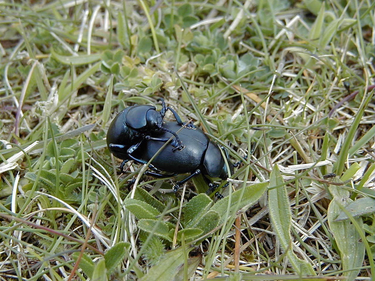 timarcha_tenebricosa2md