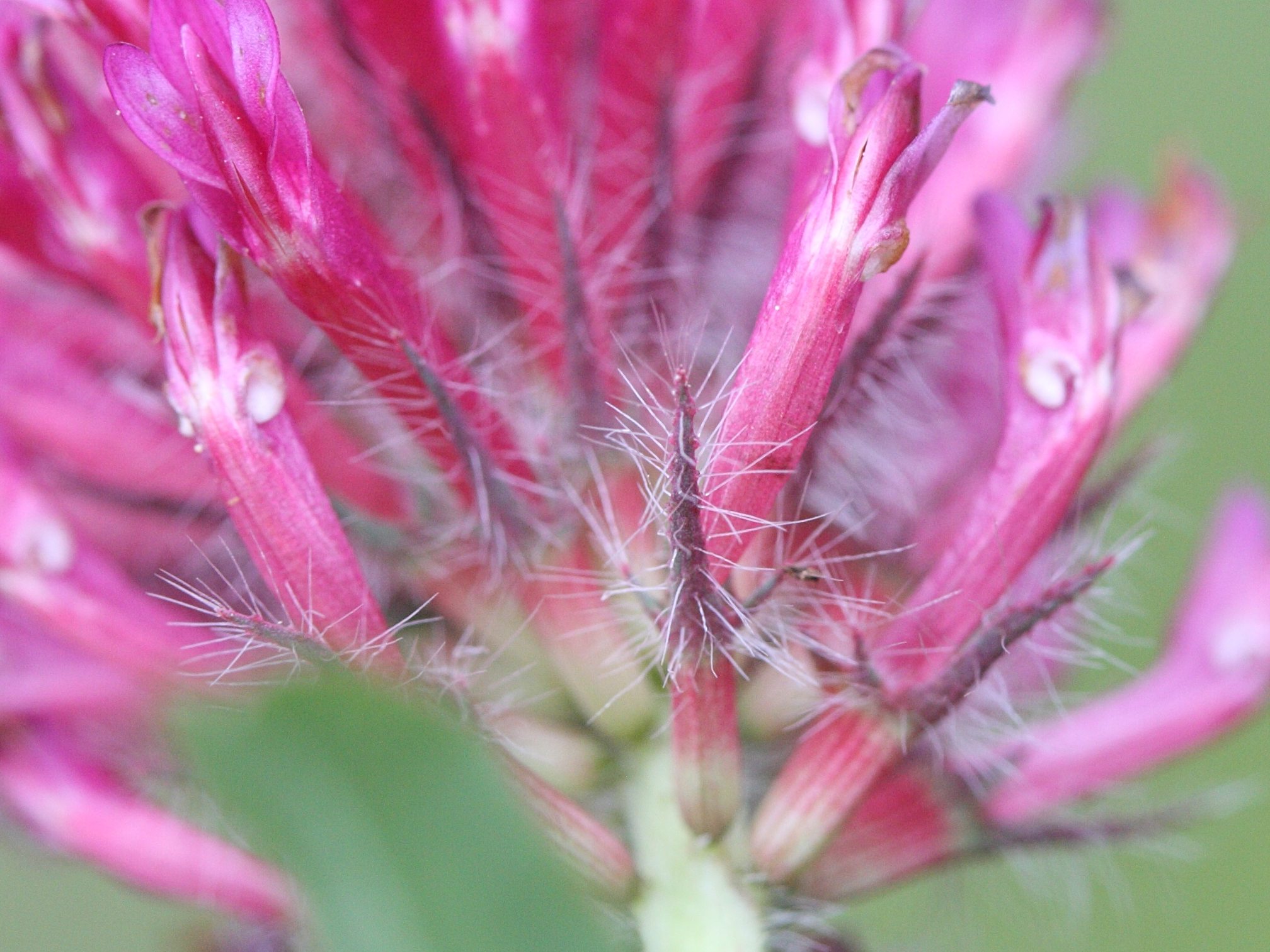 Afficher le média trifolium_rubens4md trifolium_rubens4md