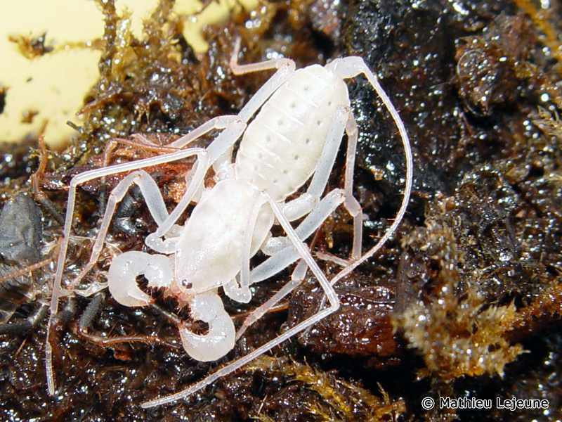 typopeltis_guangxiensis4ml