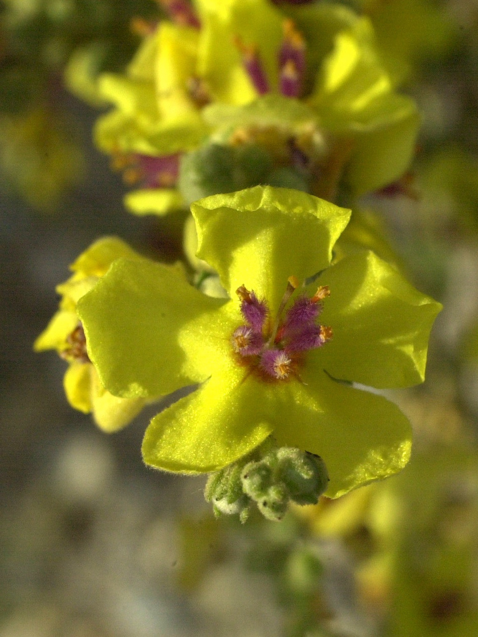 verbascum_sinuatum2amd