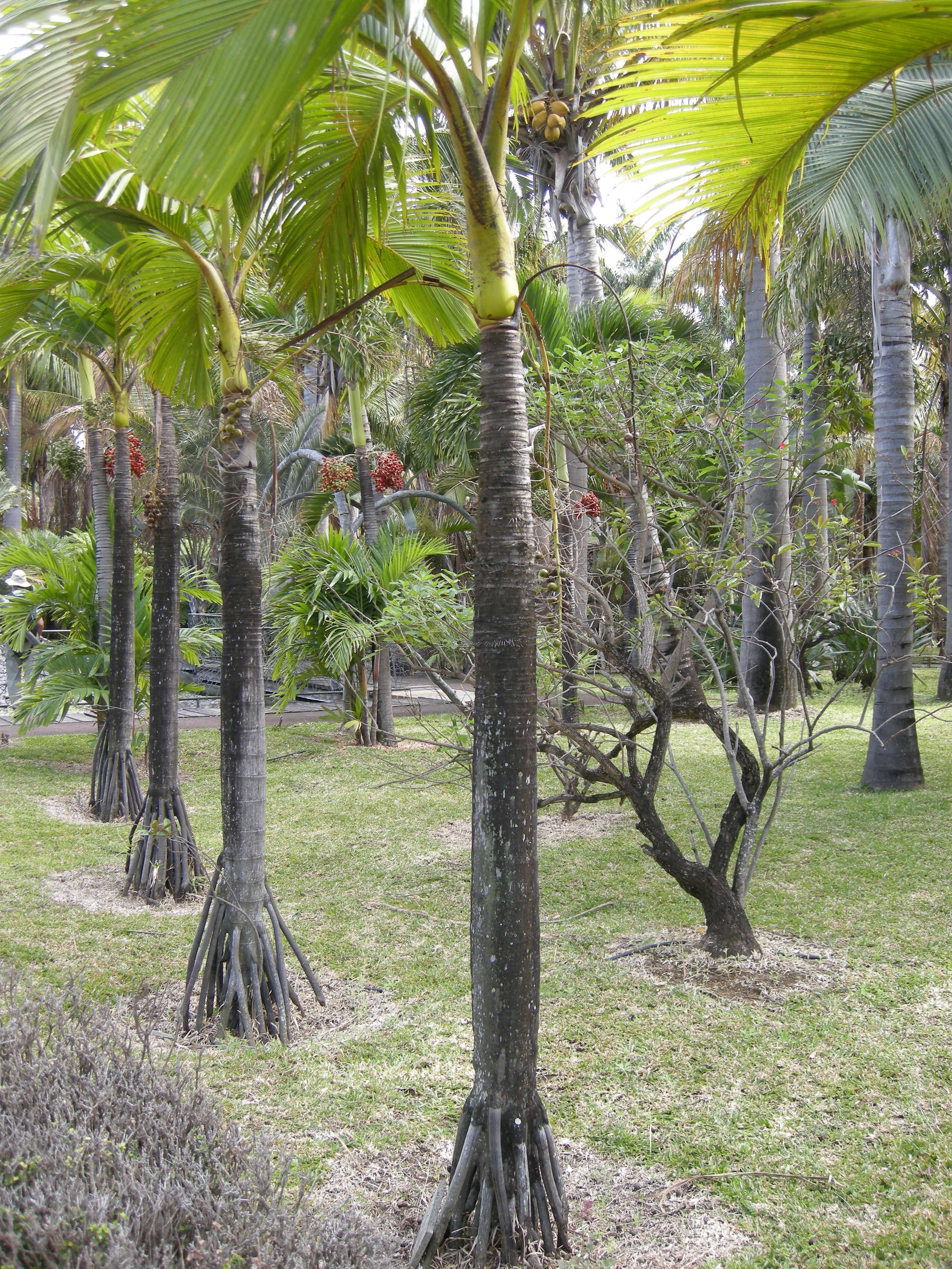 verschaffeltia_splendida1md