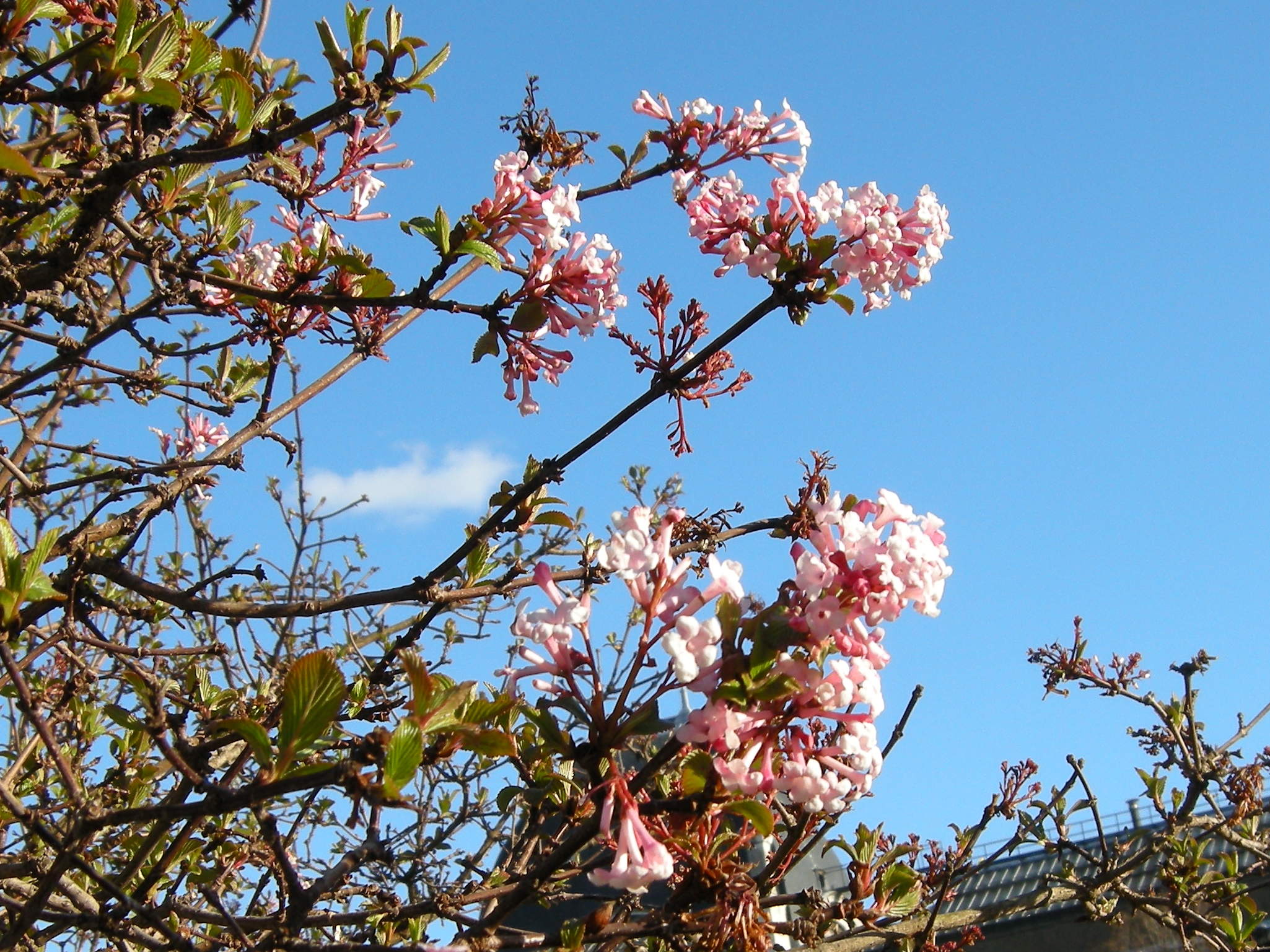 Afficher le média Viburnum_farreri Viburnum_farreri