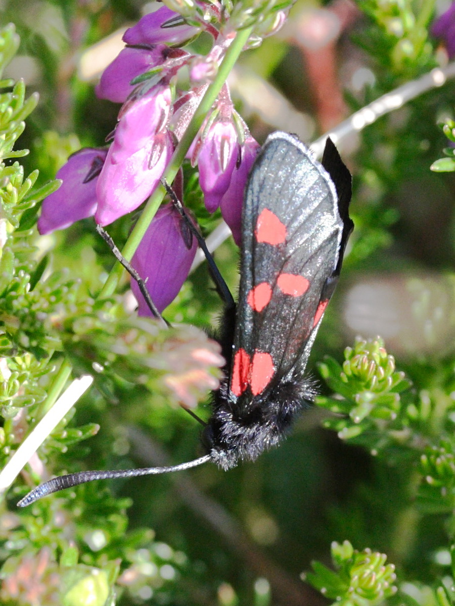 zygaena_trifolii3md