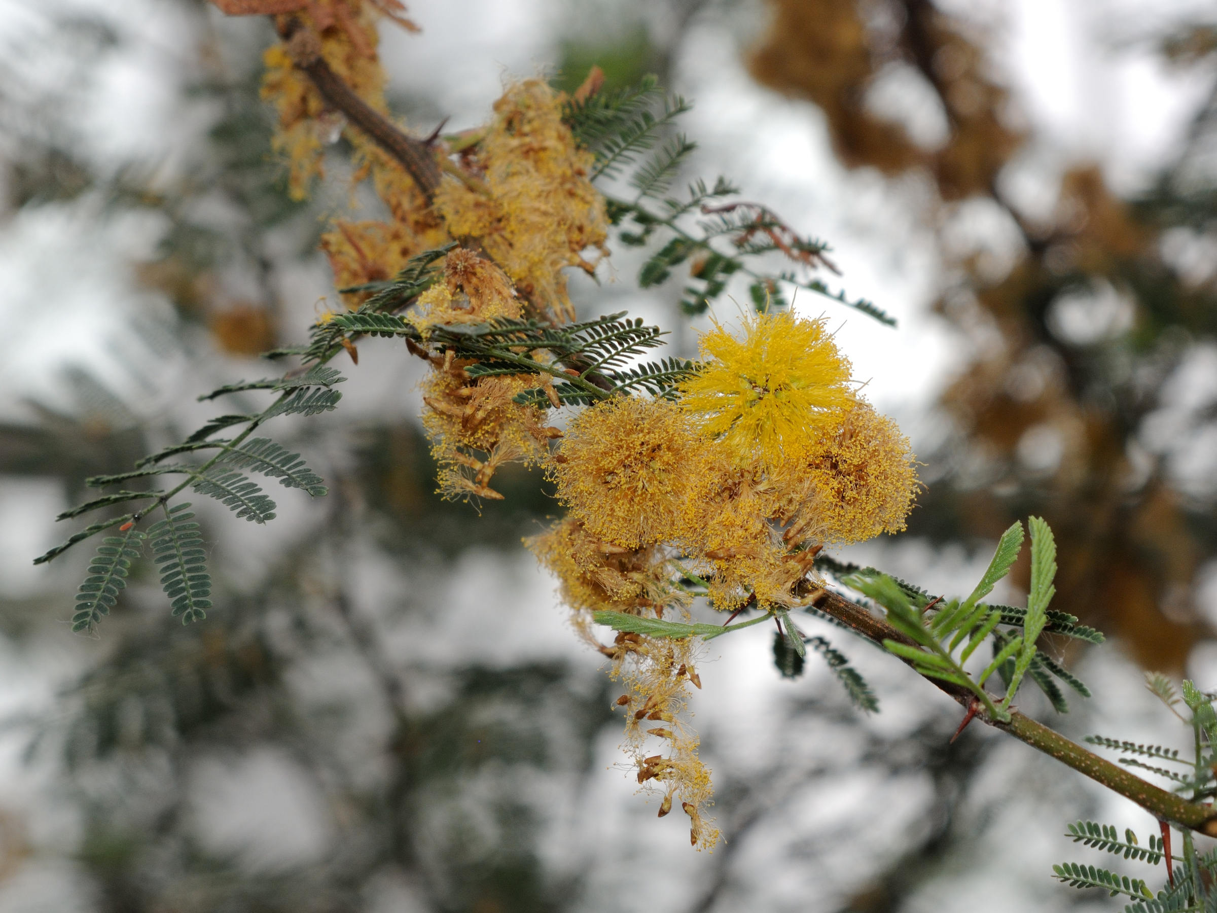 Afficher le média acacia_caven3md acacia_caven3md