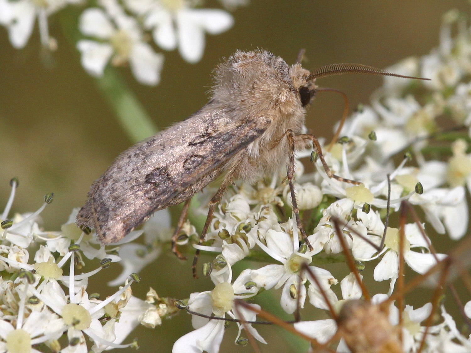 agrotis_segetum2md
