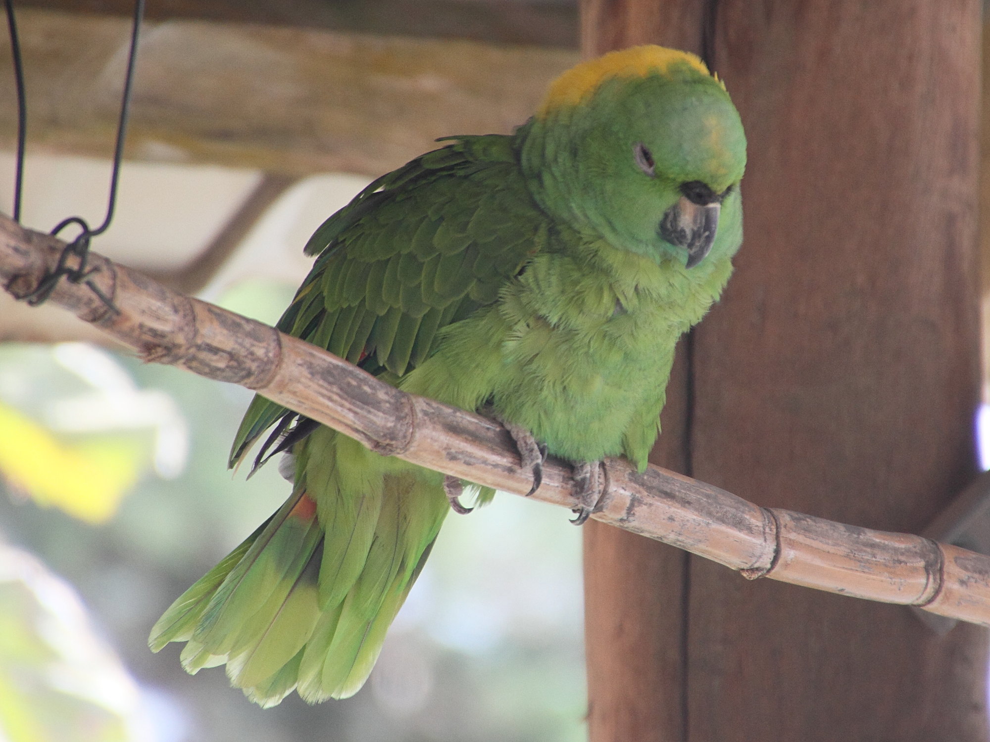 amazone_a_nuque_d-or_-_amazona_auropalliata2md