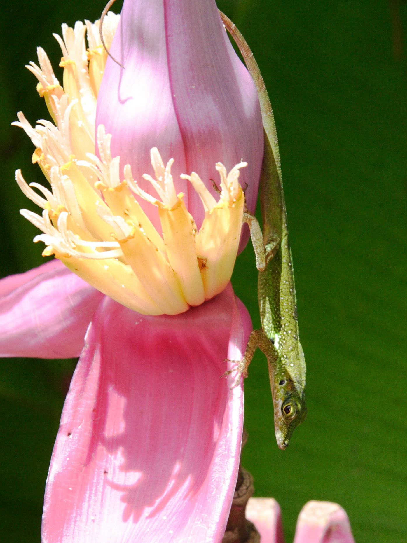 Afficher le média anolis_roquet3amd anolis_roquet3amd