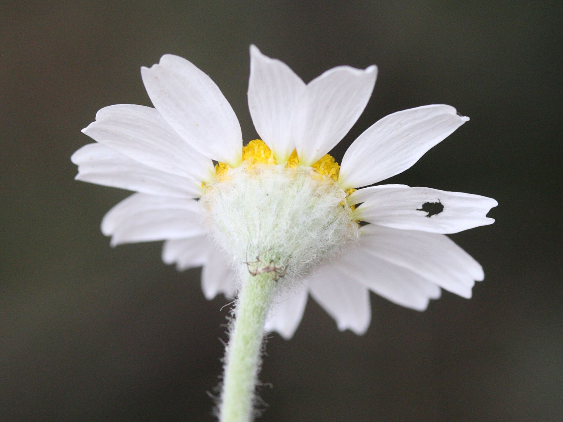 Afficher le média anthemis_tomentosa4md anthemis_tomentosa4md