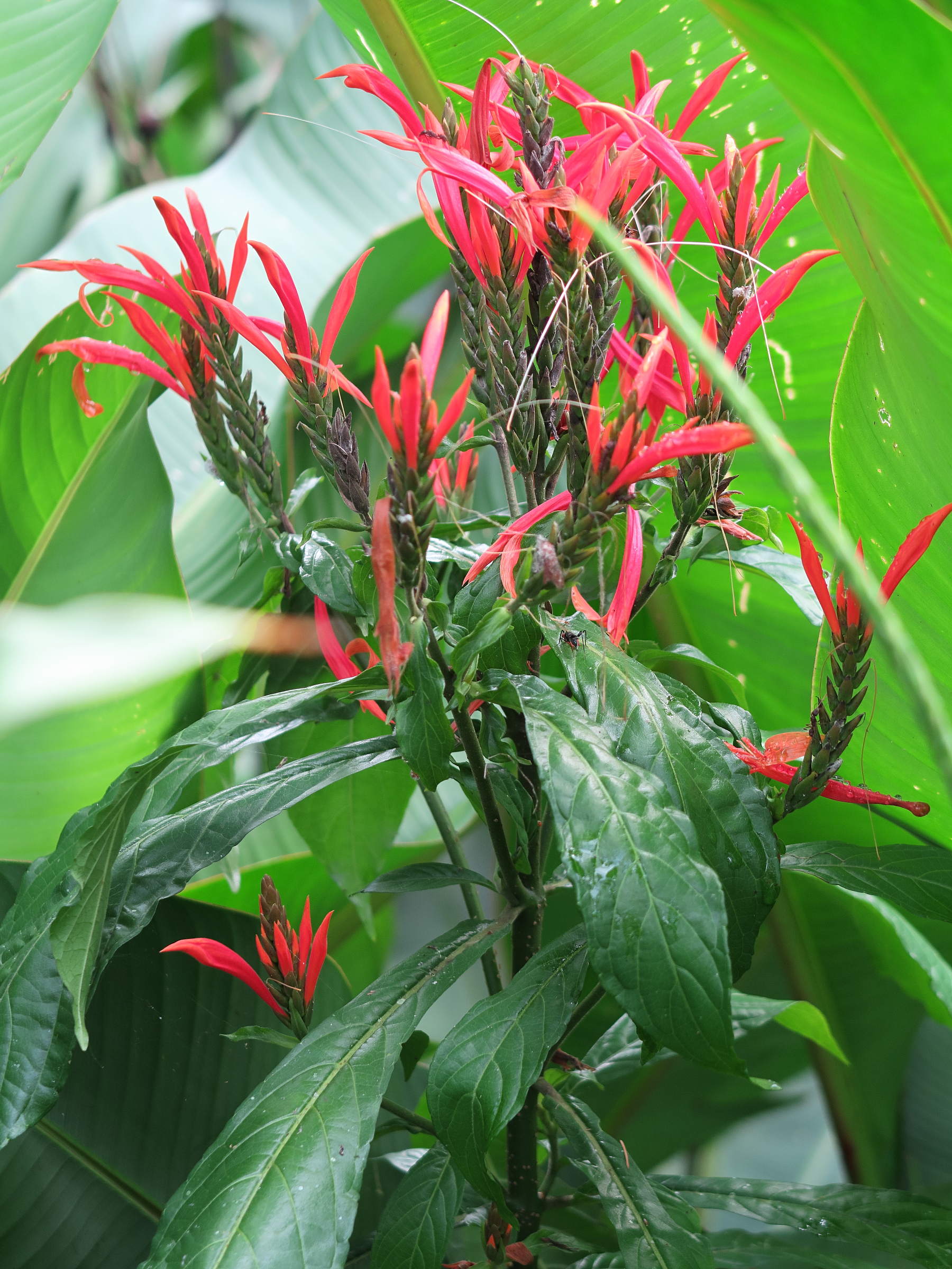 aphelandra_scabra2md