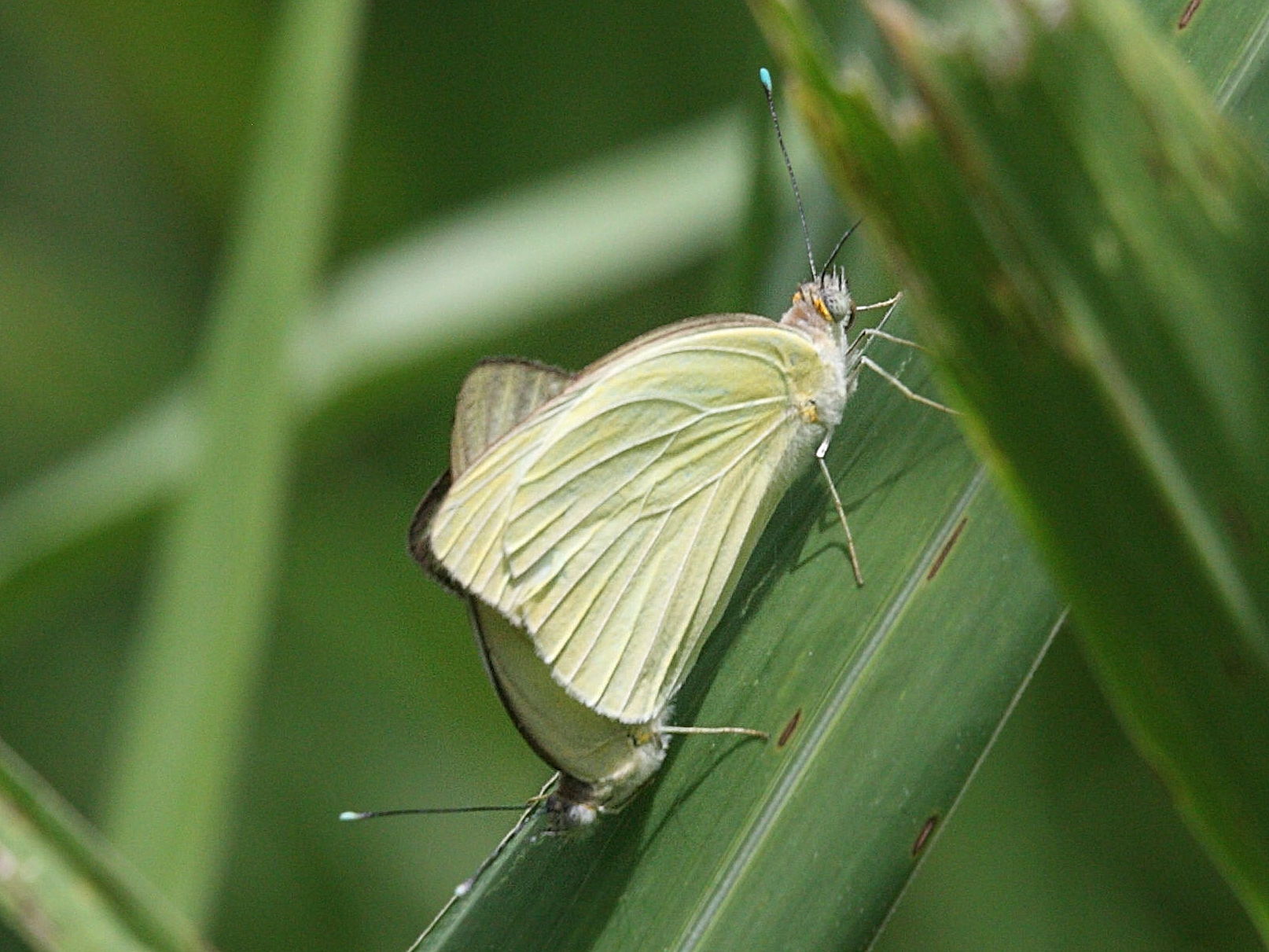 appias_drusilla_boydi1md