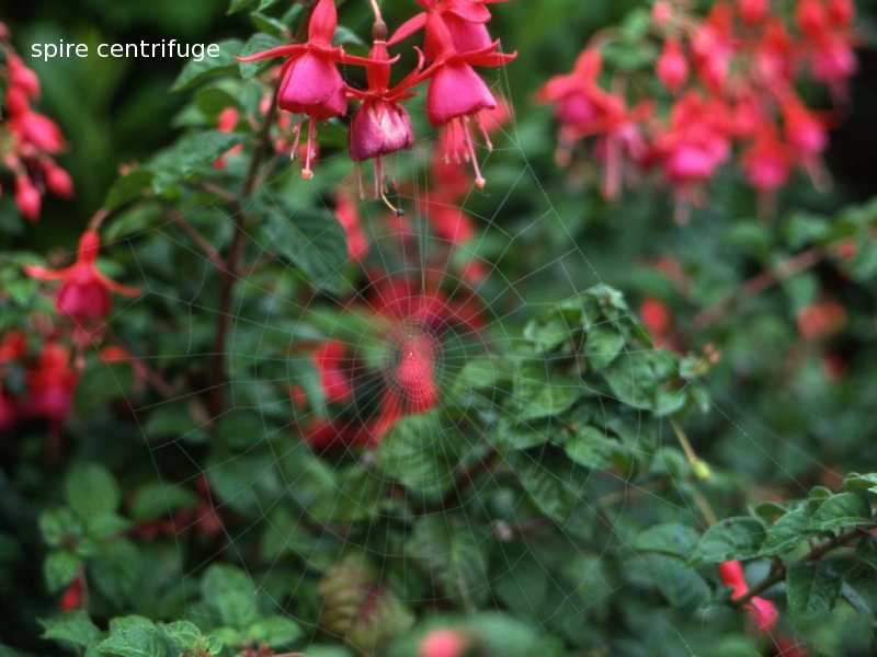araneus_diadematus_toile1md