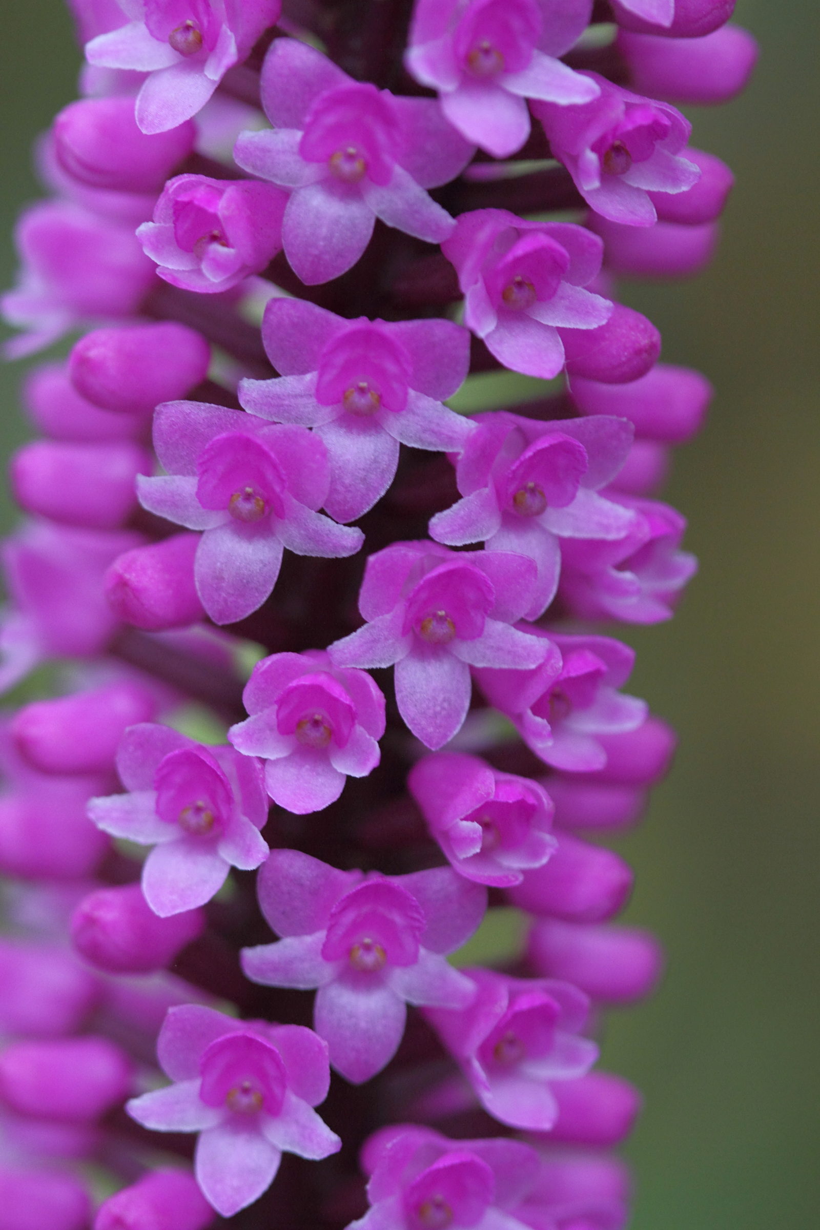 Afficher le média arpophyllum_giganteum3bd arpophyllum_giganteum3bd