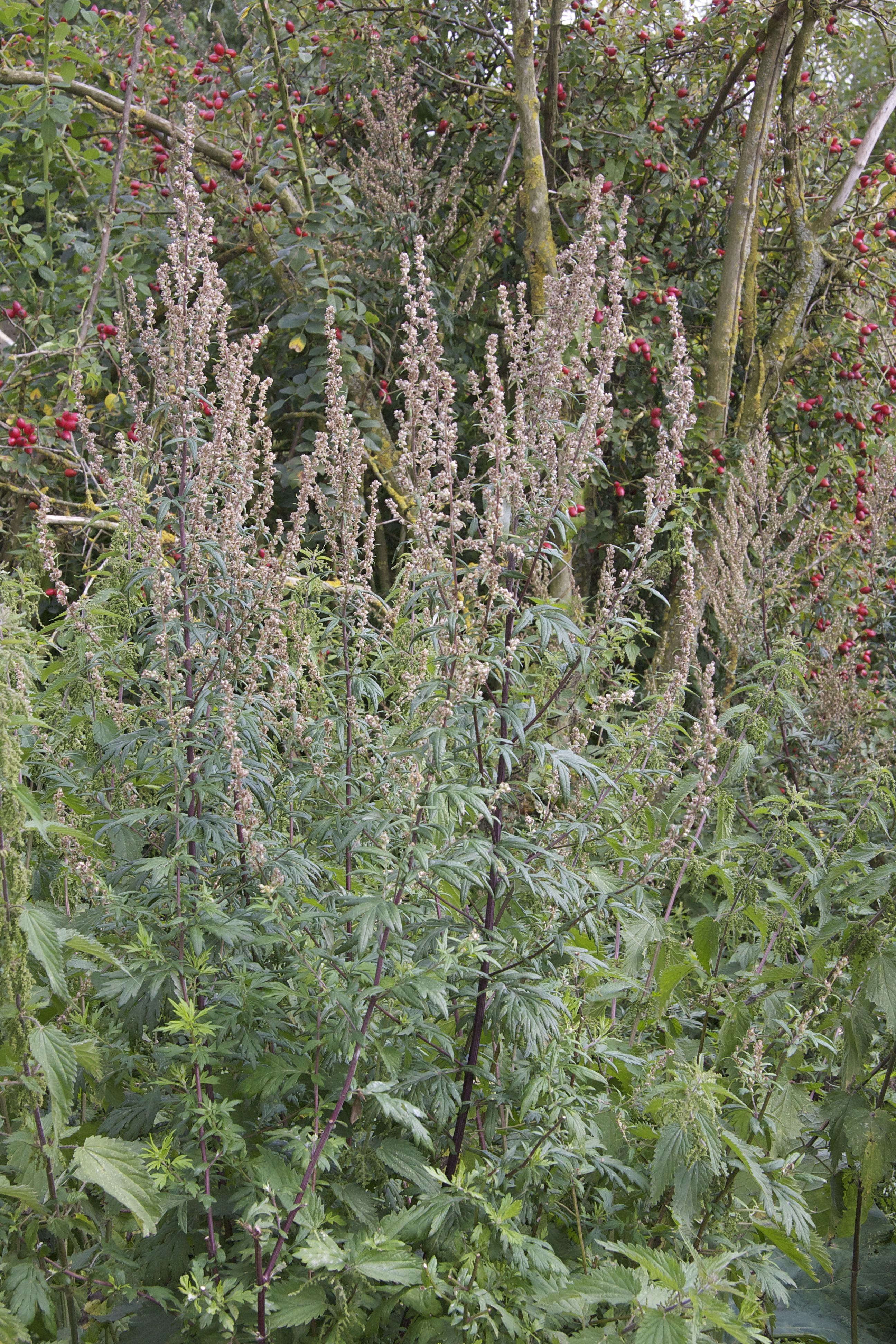 Afficher le média artemisia_vulgaris1bmd artemisia_vulgaris1bmd