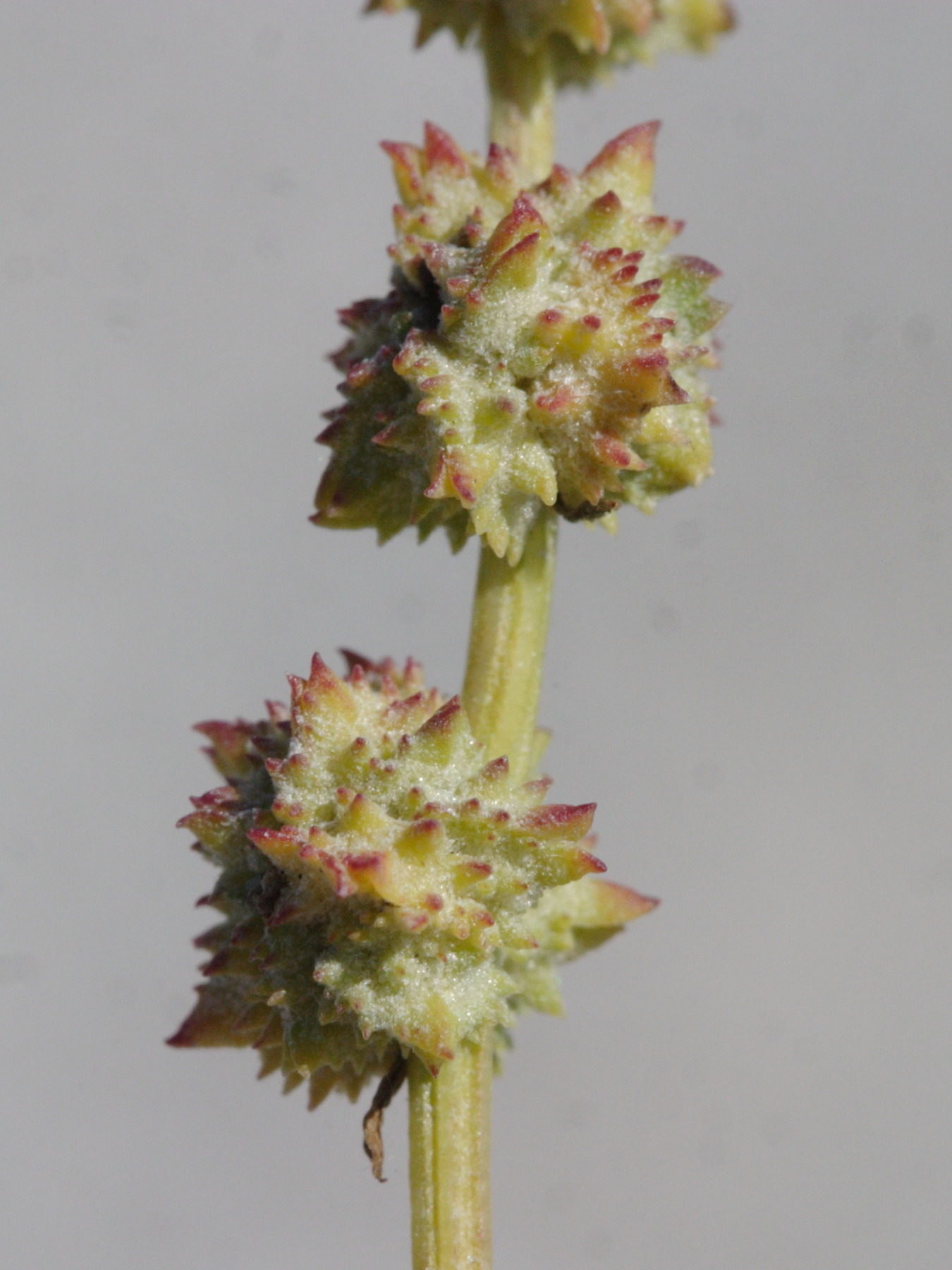 Afficher le média atriplex_littoralis3md atriplex_littoralis3md