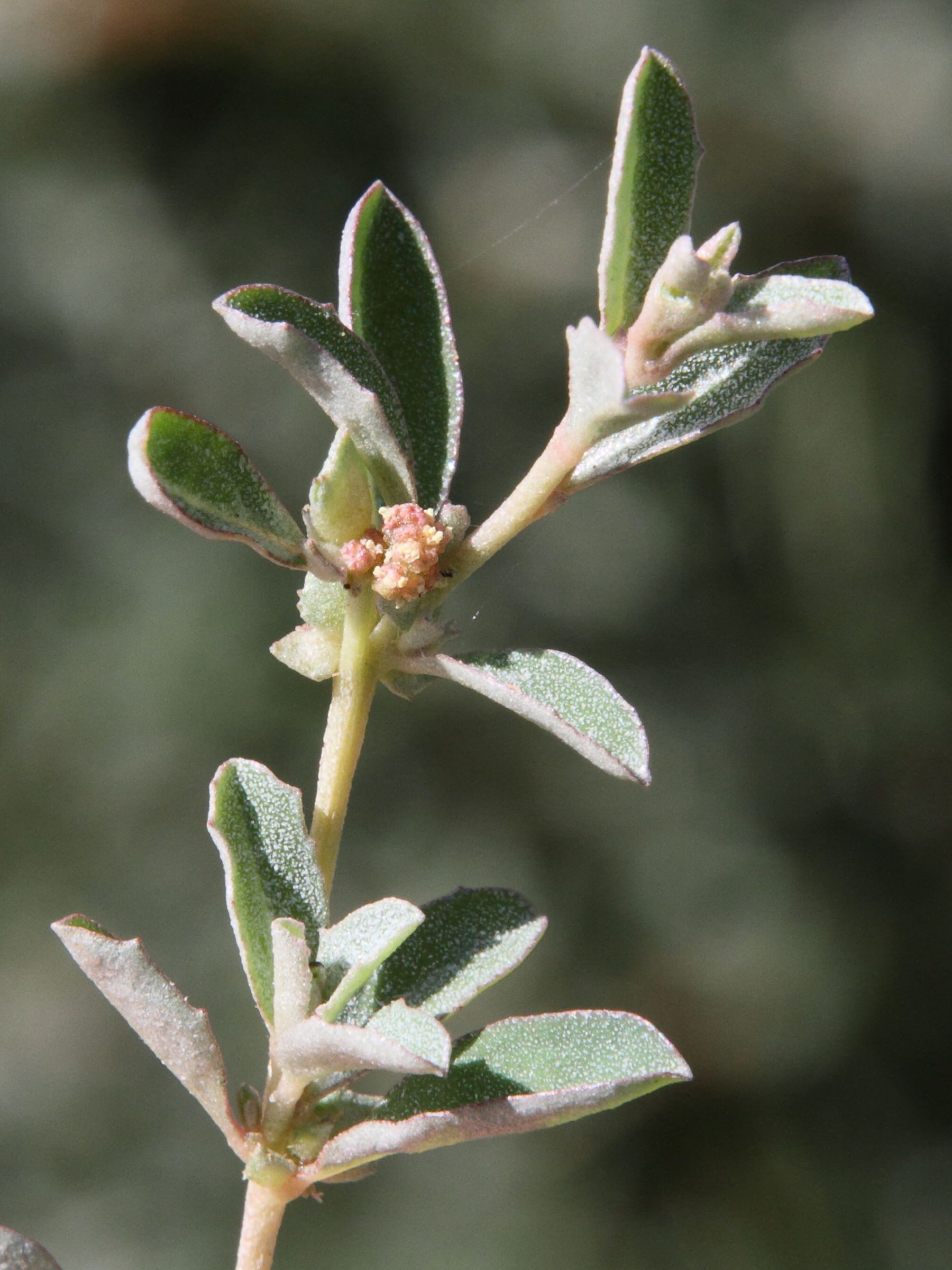 atriplex_semibaccata4md