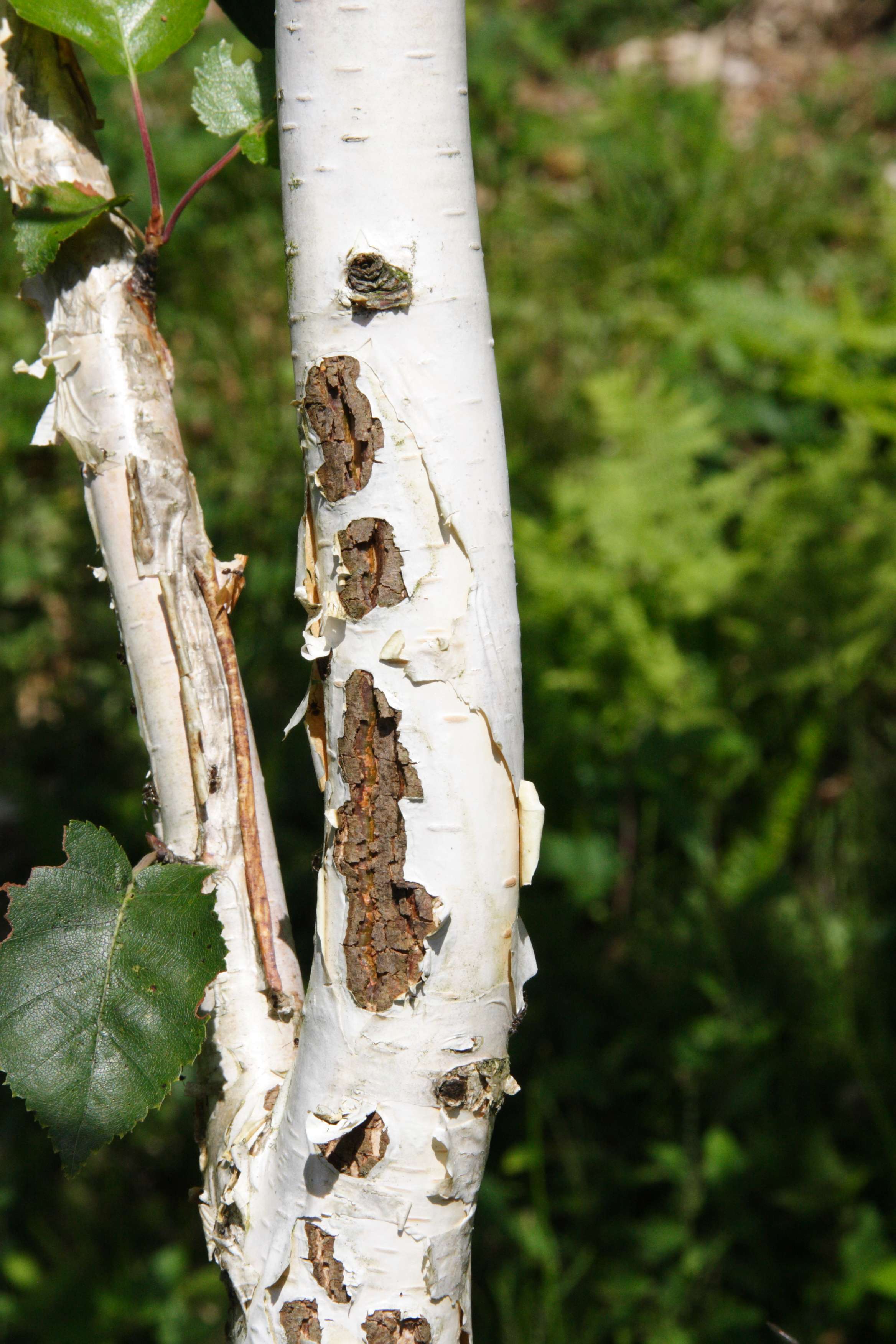 betula_utilis2md