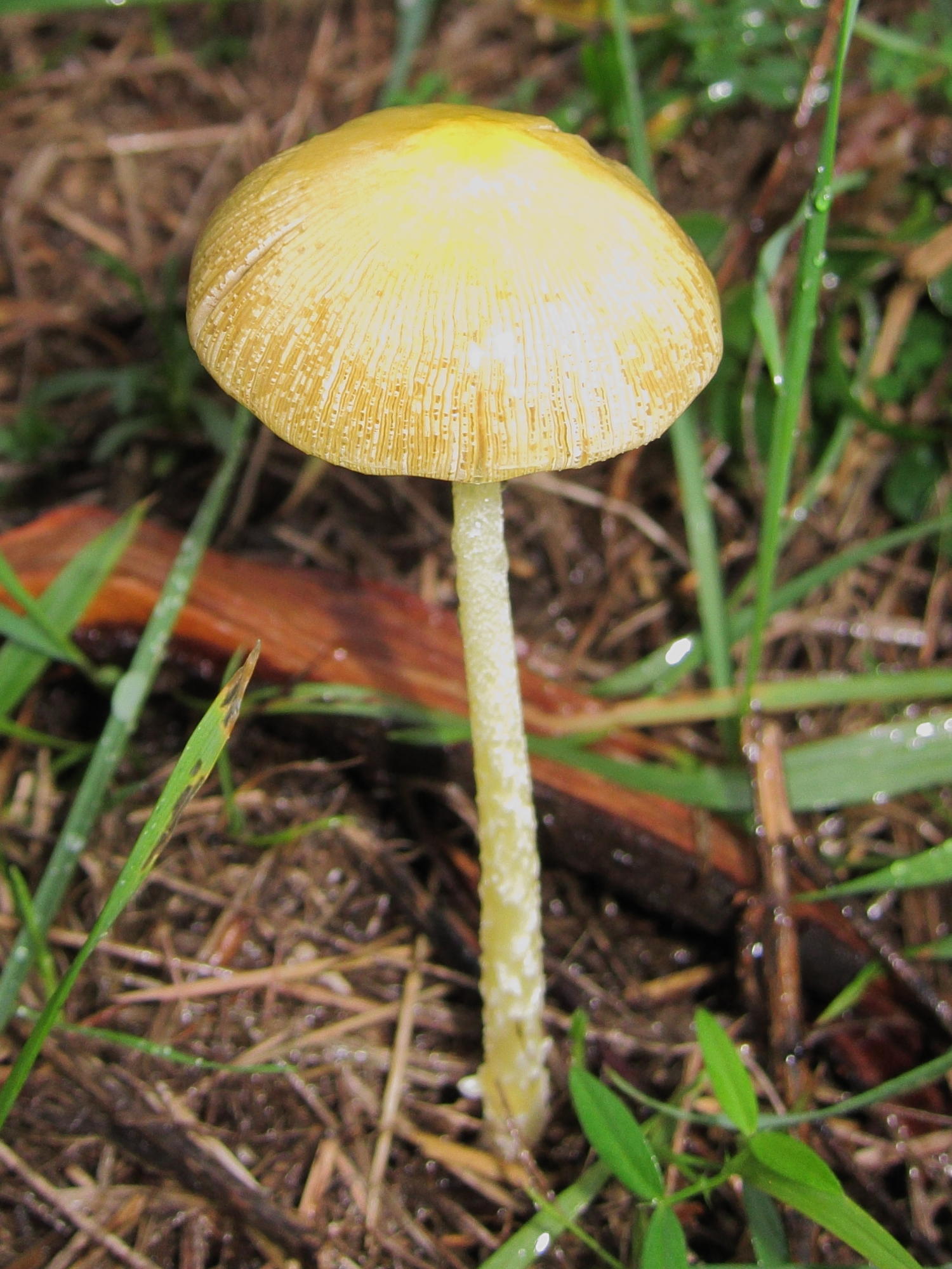 bolbitius_vitellinus2bd