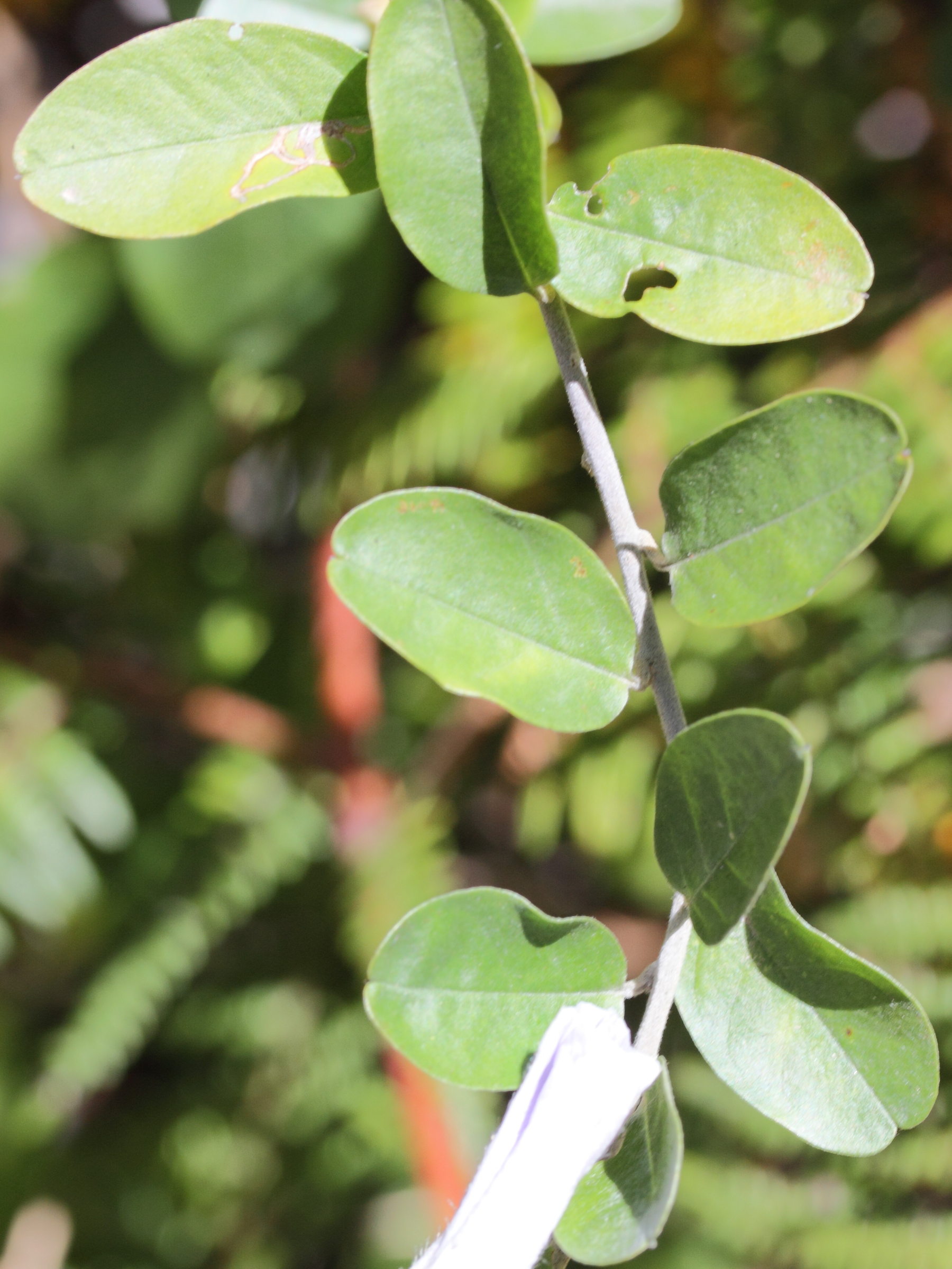 bonamia_spectabilis2md