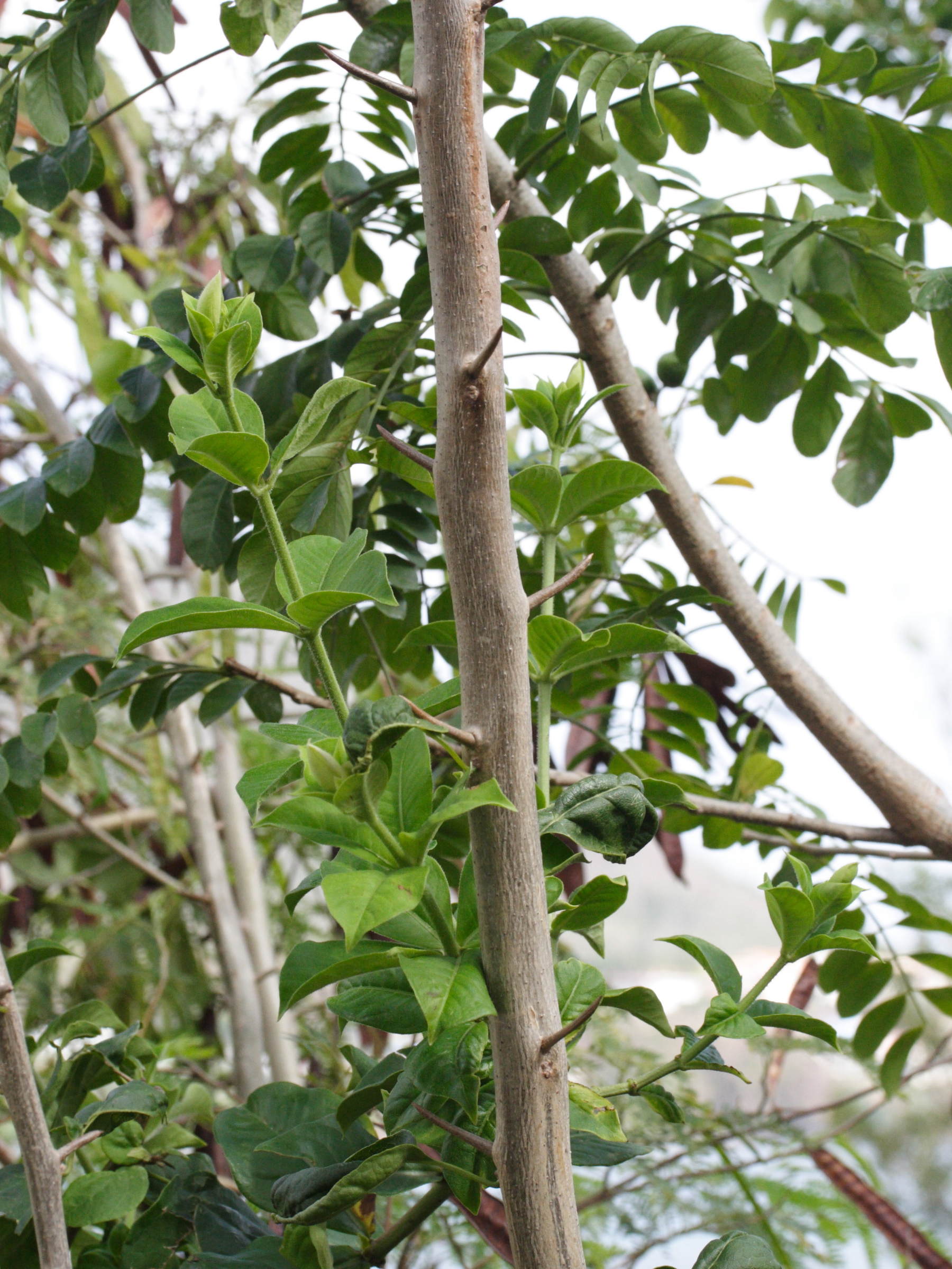 bougainvillea_spectabilis3md