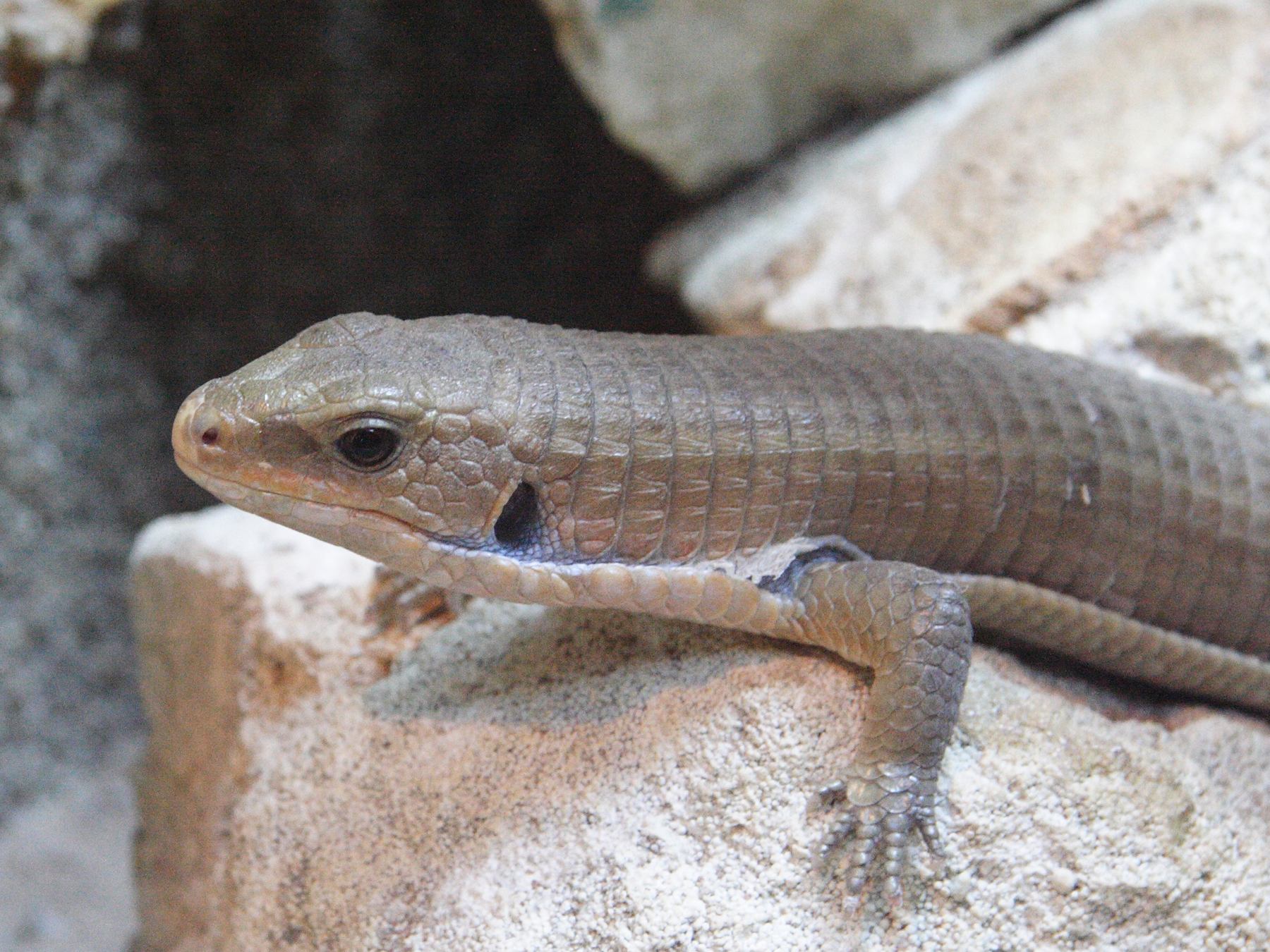 broadleysaurus_major2md