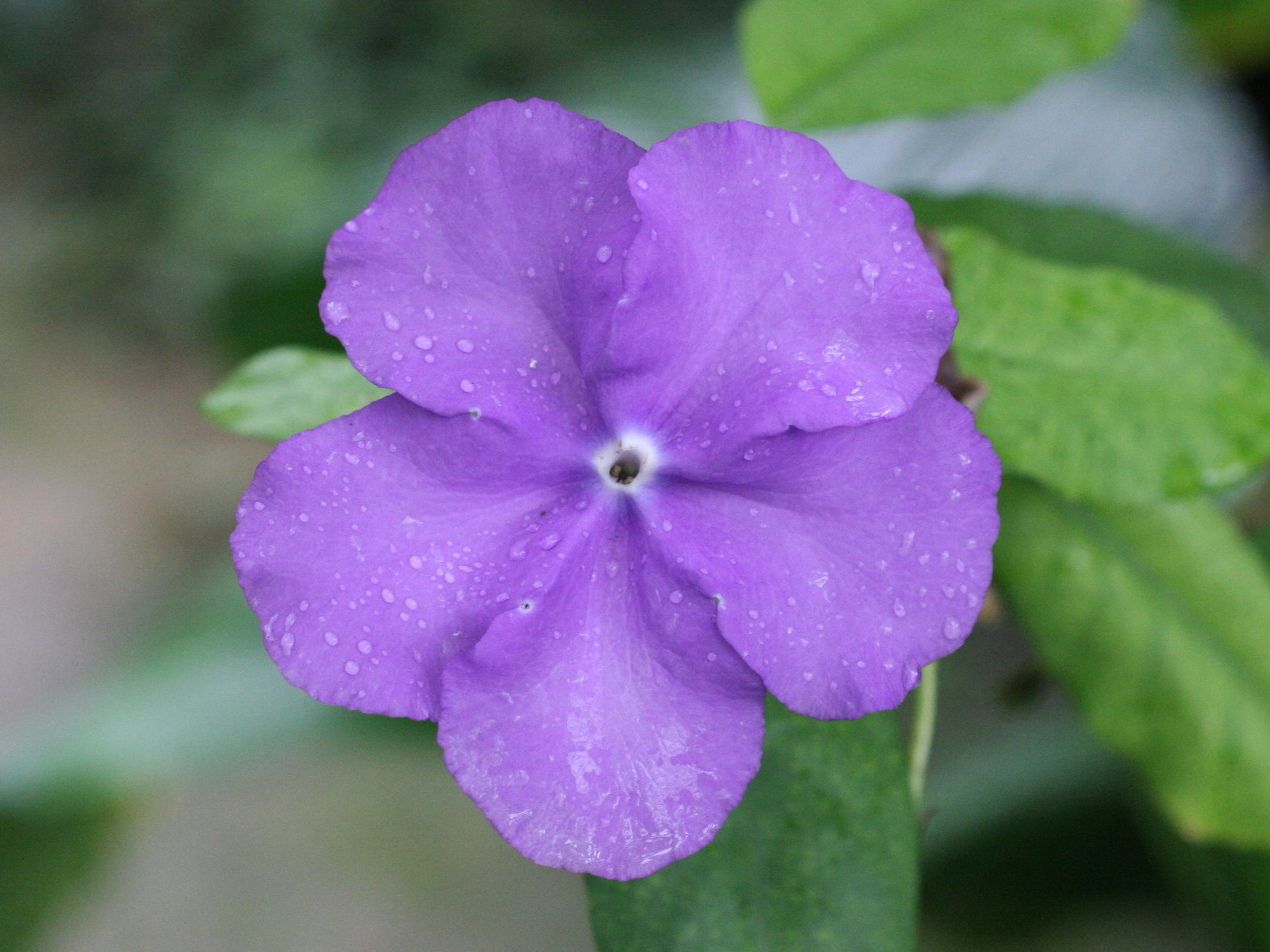 Afficher le média brunfelsia_pauciflora4md brunfelsia_pauciflora4md