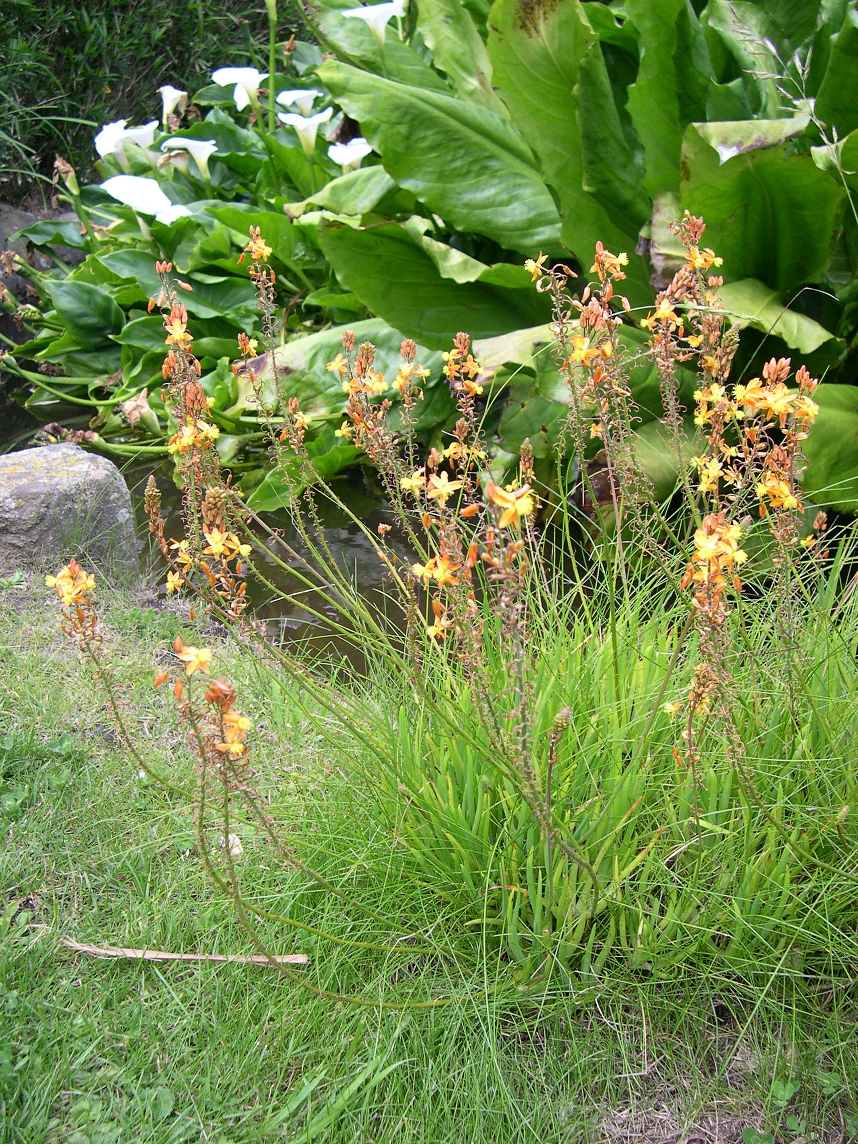 bulbine_frutescens2md