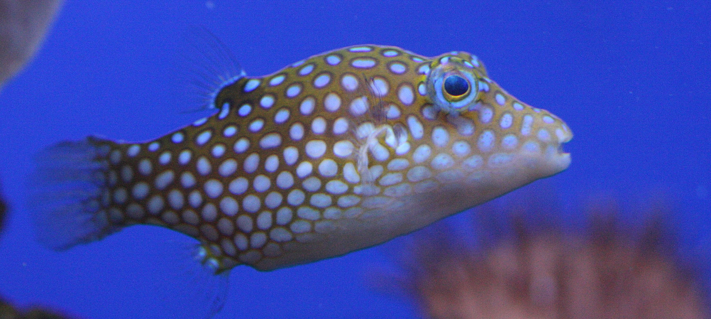 canthigaster_jactator1bd