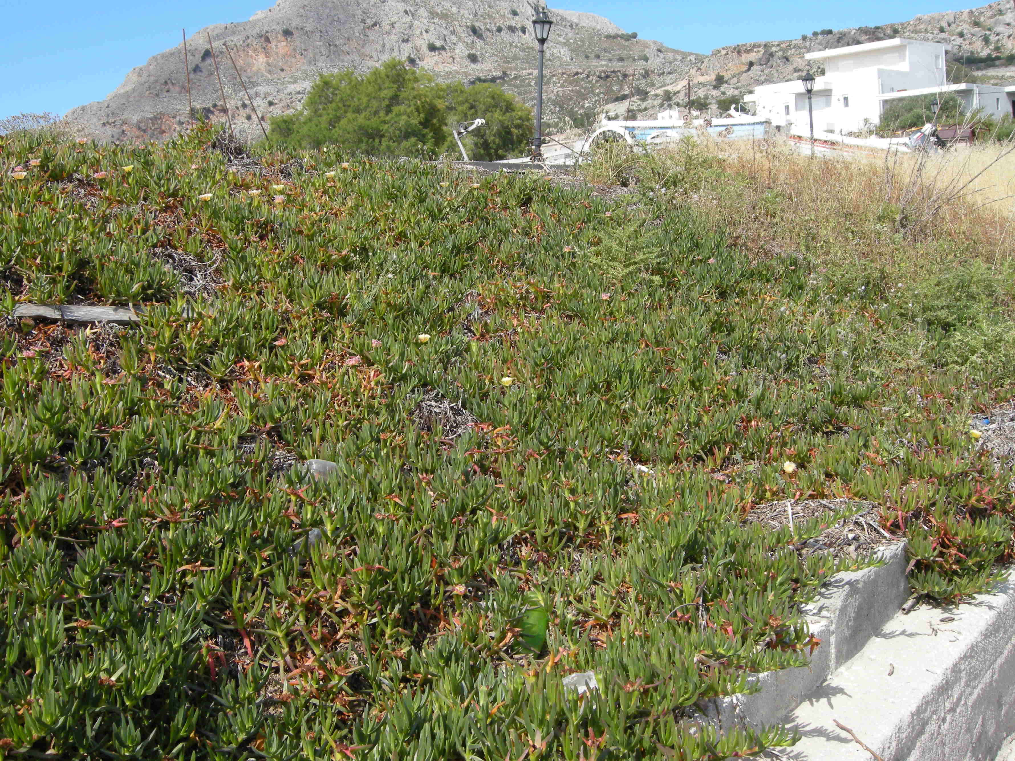 Afficher le média Carpobrotus_edulis Carpobrotus_edulis