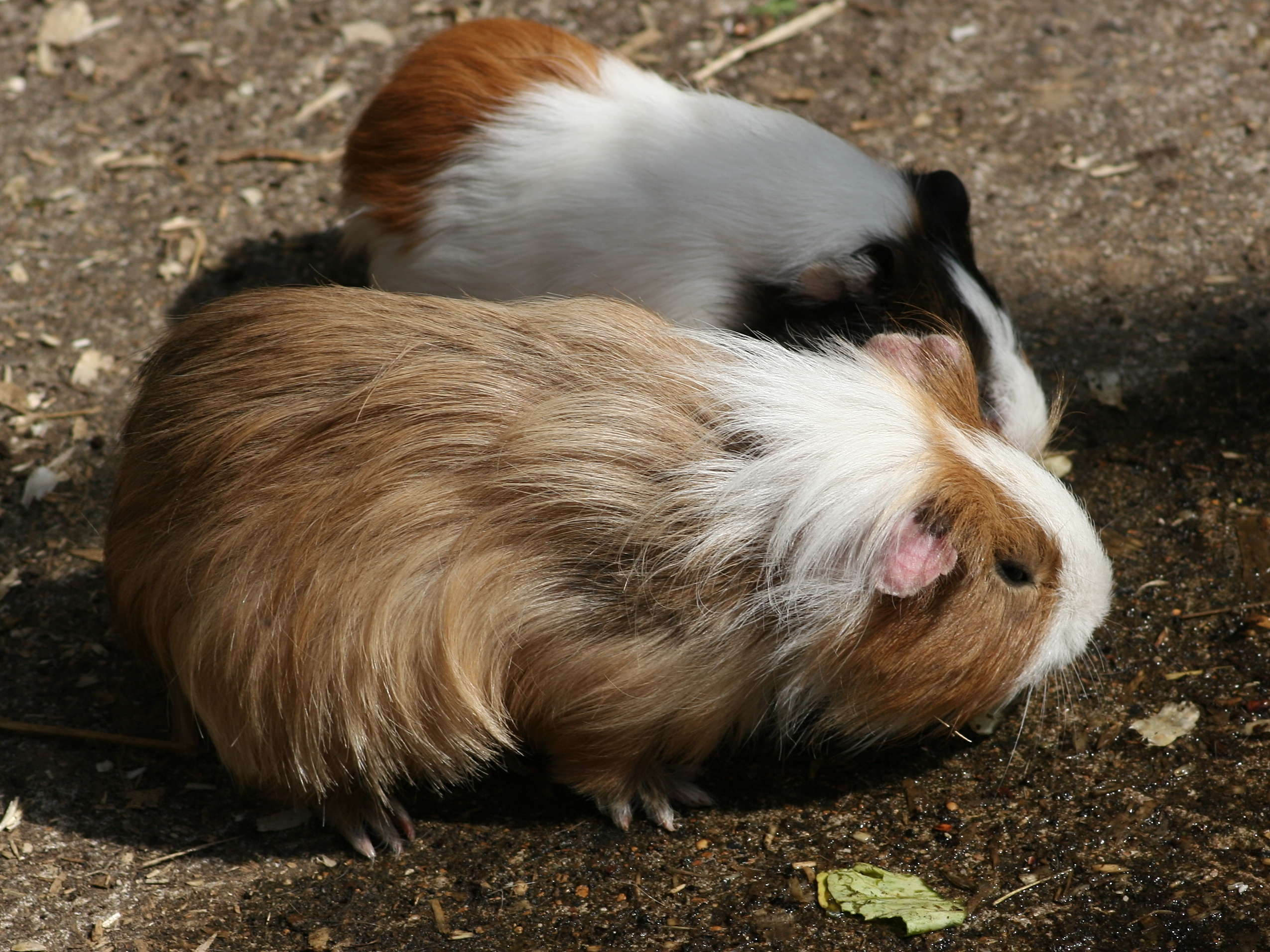 cavia_porcellus1md