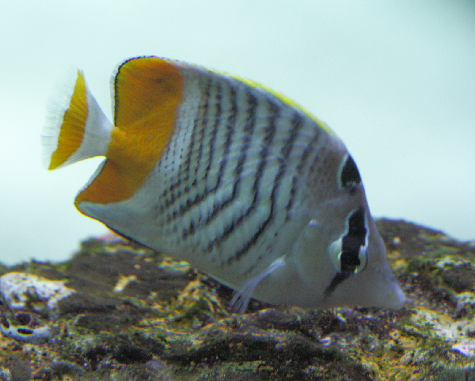 chaetodon_madagaskariensis1bd