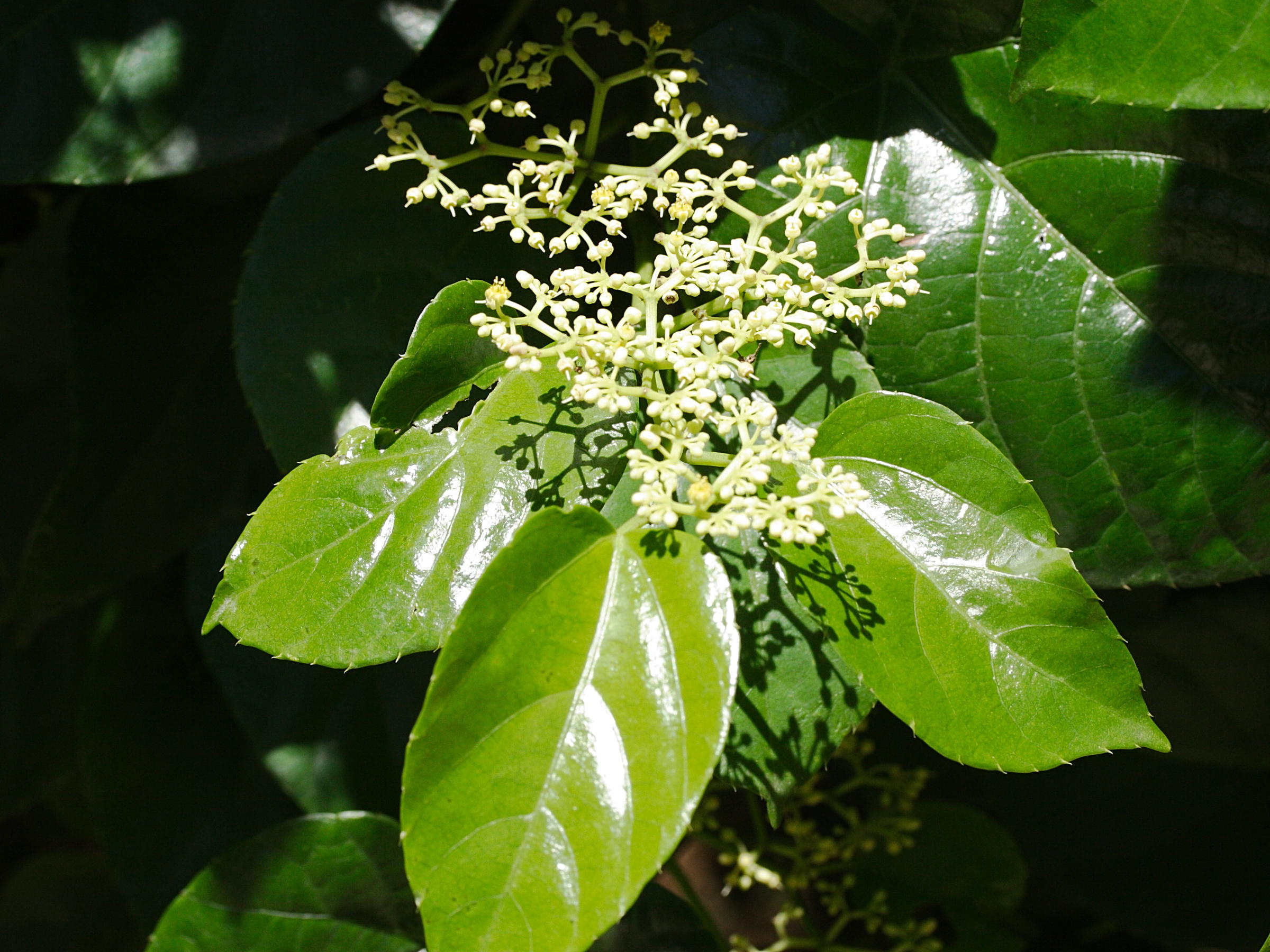 cissus_verticillata8md