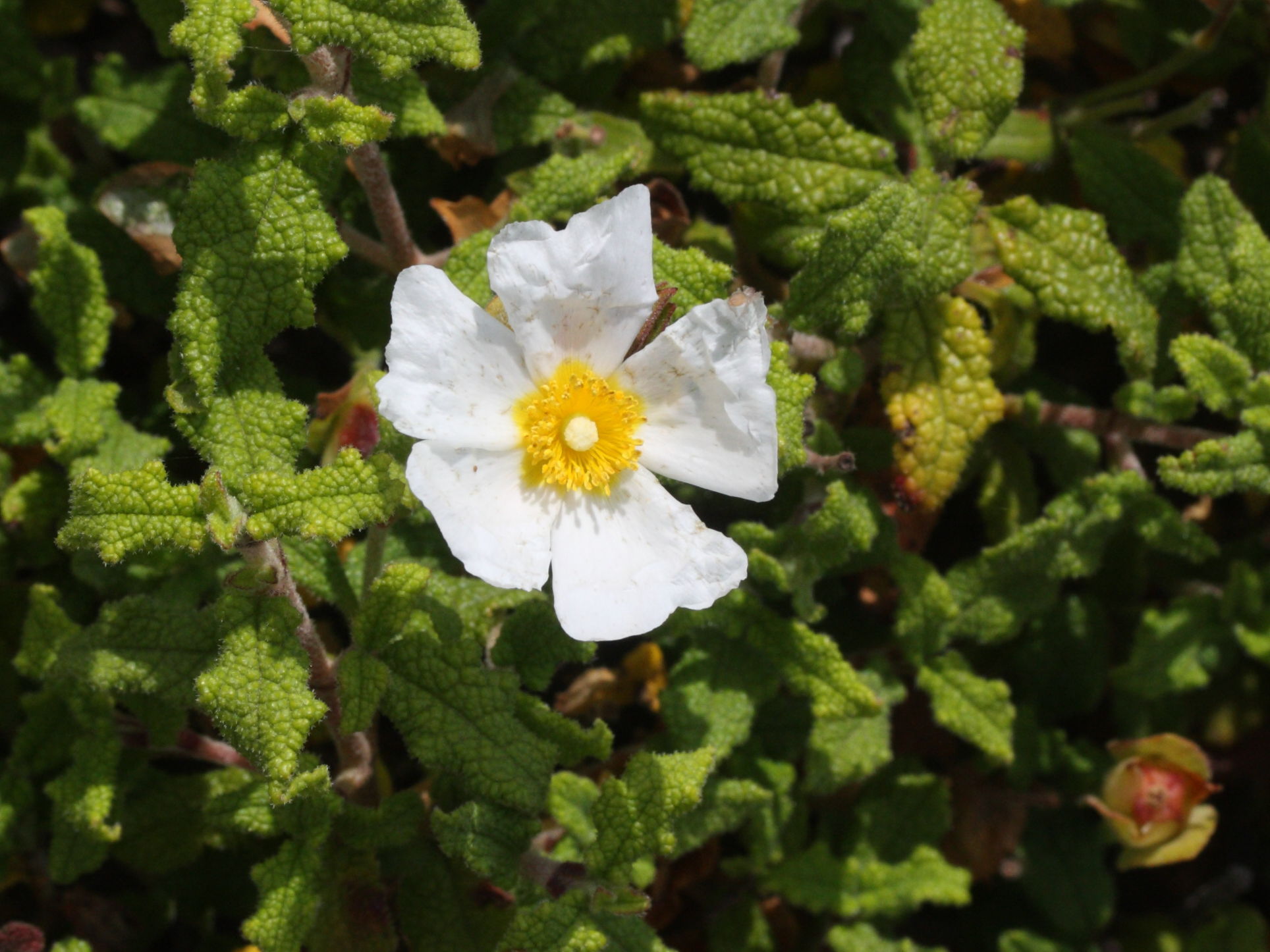 Afficher le média cistus_salviifolius5md cistus_salviifolius5md