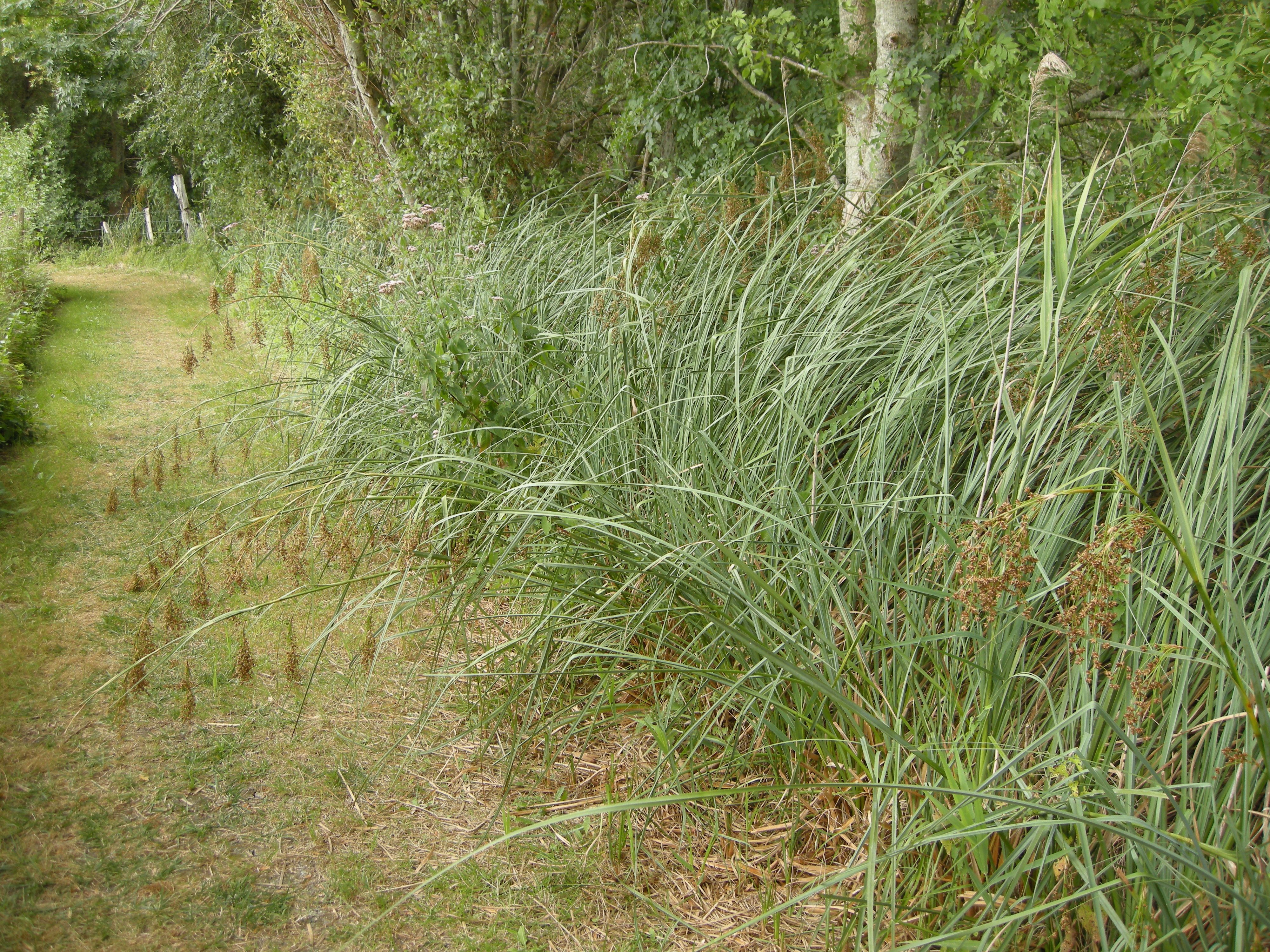 cladium_mariscus1bmd