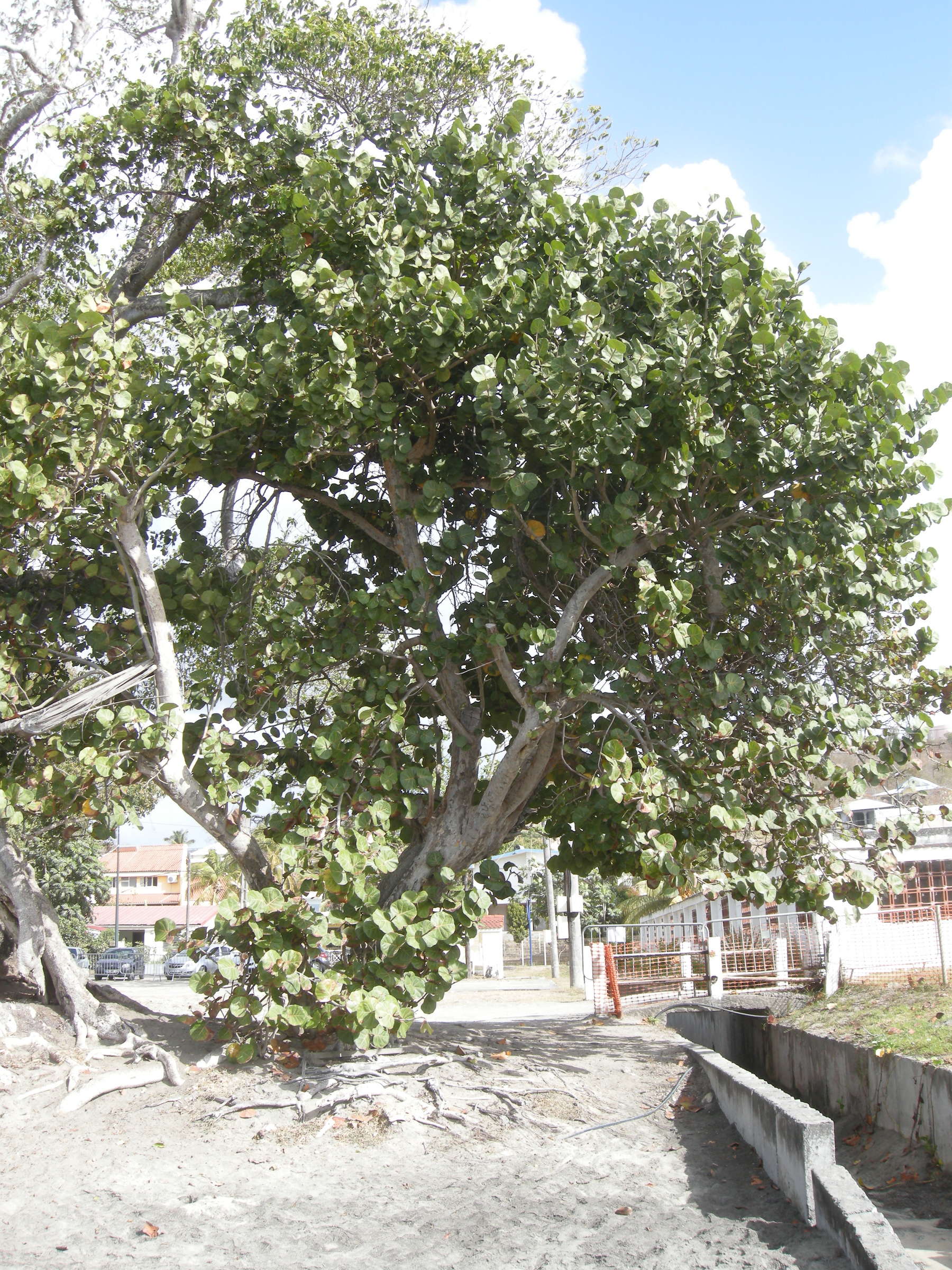 coccoloba_uvifera7md