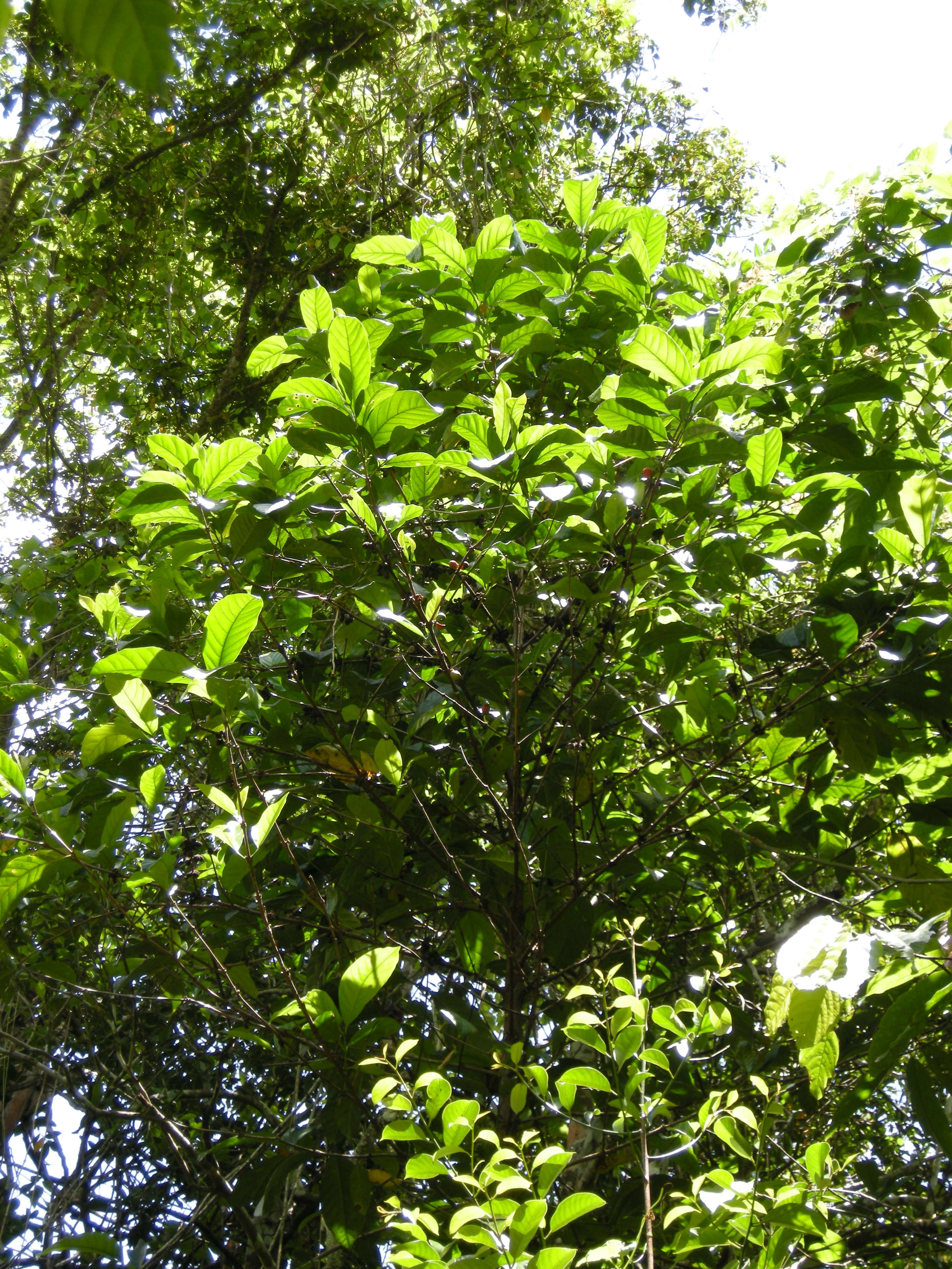 Afficher le média coffea_liberica1md coffea_liberica1md