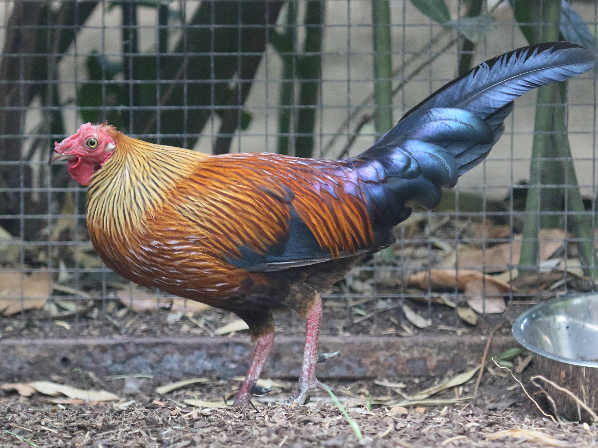 coq_de_lafayette_-_gallus_lafayettii2bd