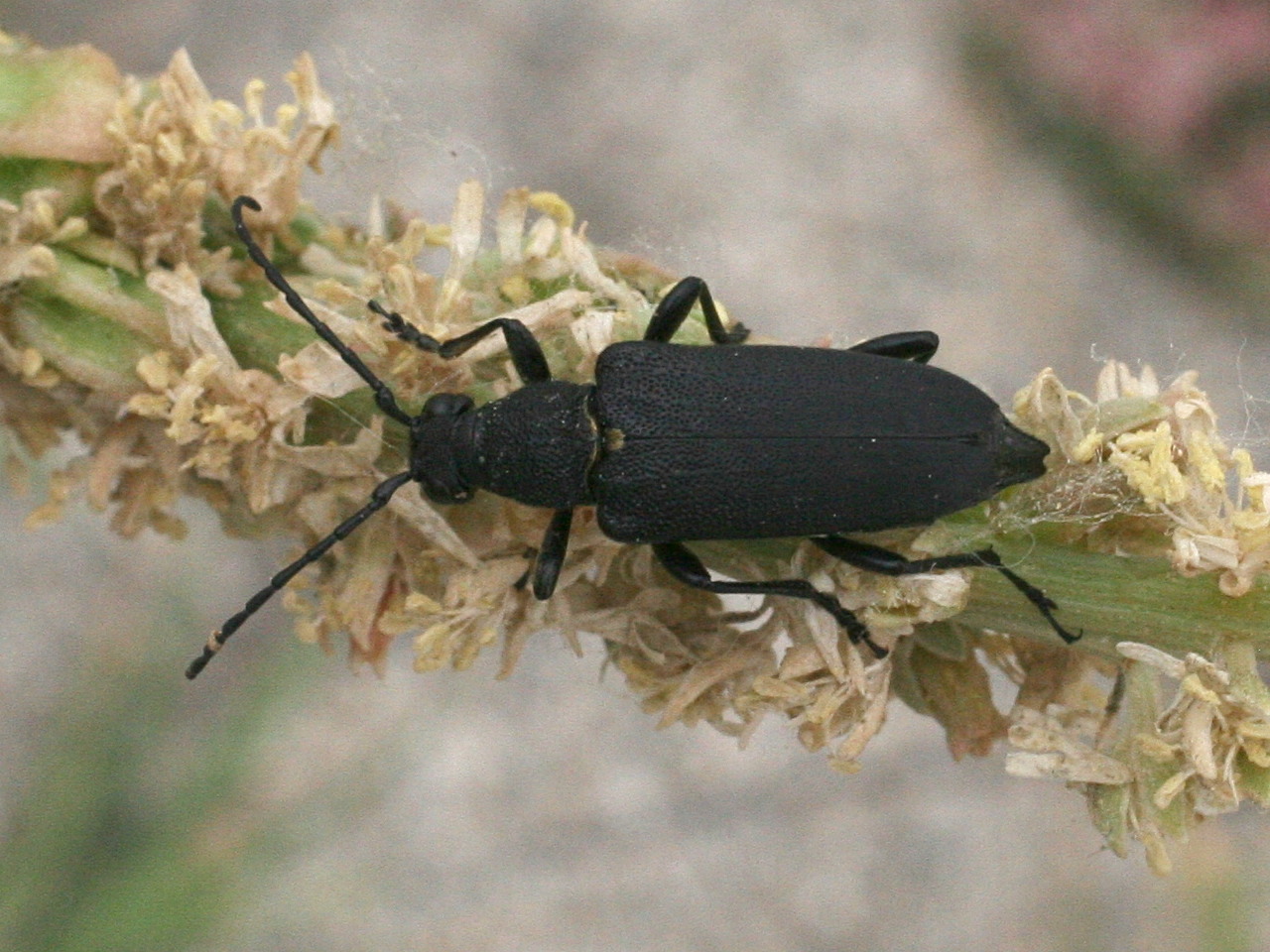 corymbia_scutellata1md