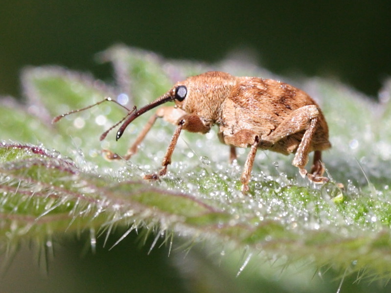 Afficher le média curculio_nucum3md curculio_nucum3md