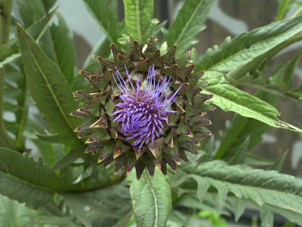 cynara_scolymus7md