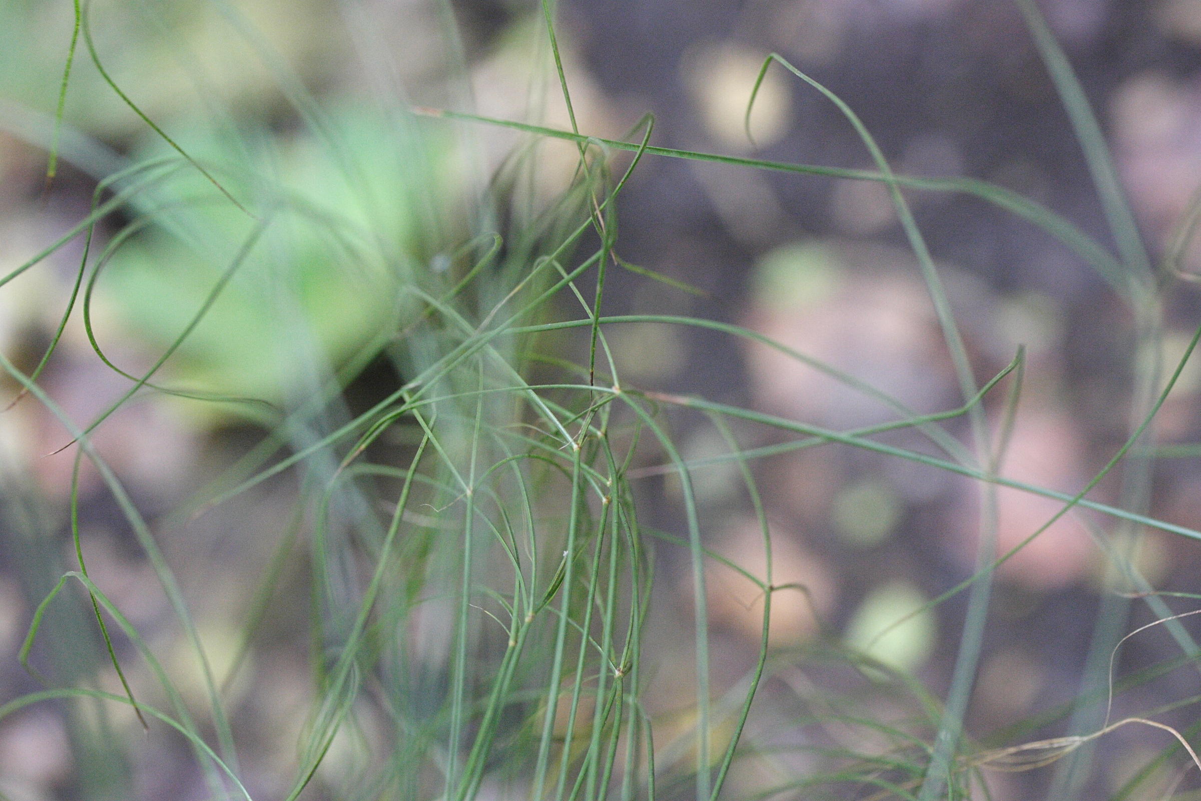 Afficher le média cyperus_papyrus4md cyperus_papyrus4md