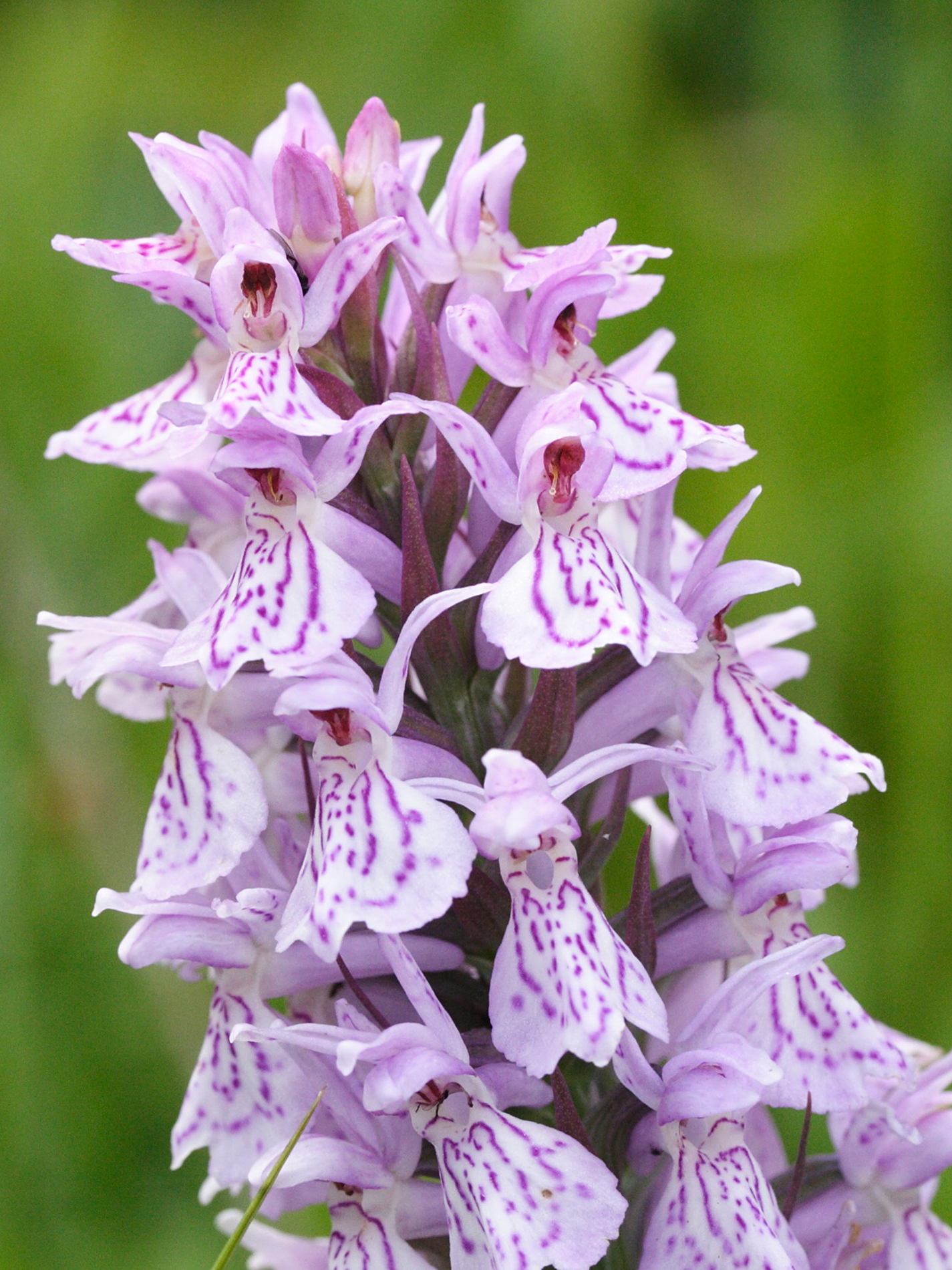 dactylorhiza_x_wiefelspuetziana2md