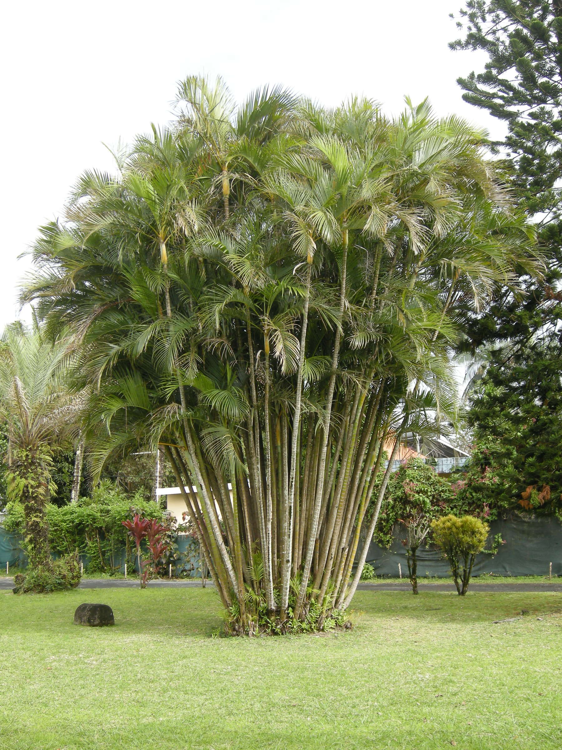 dypsis_lutescens3md